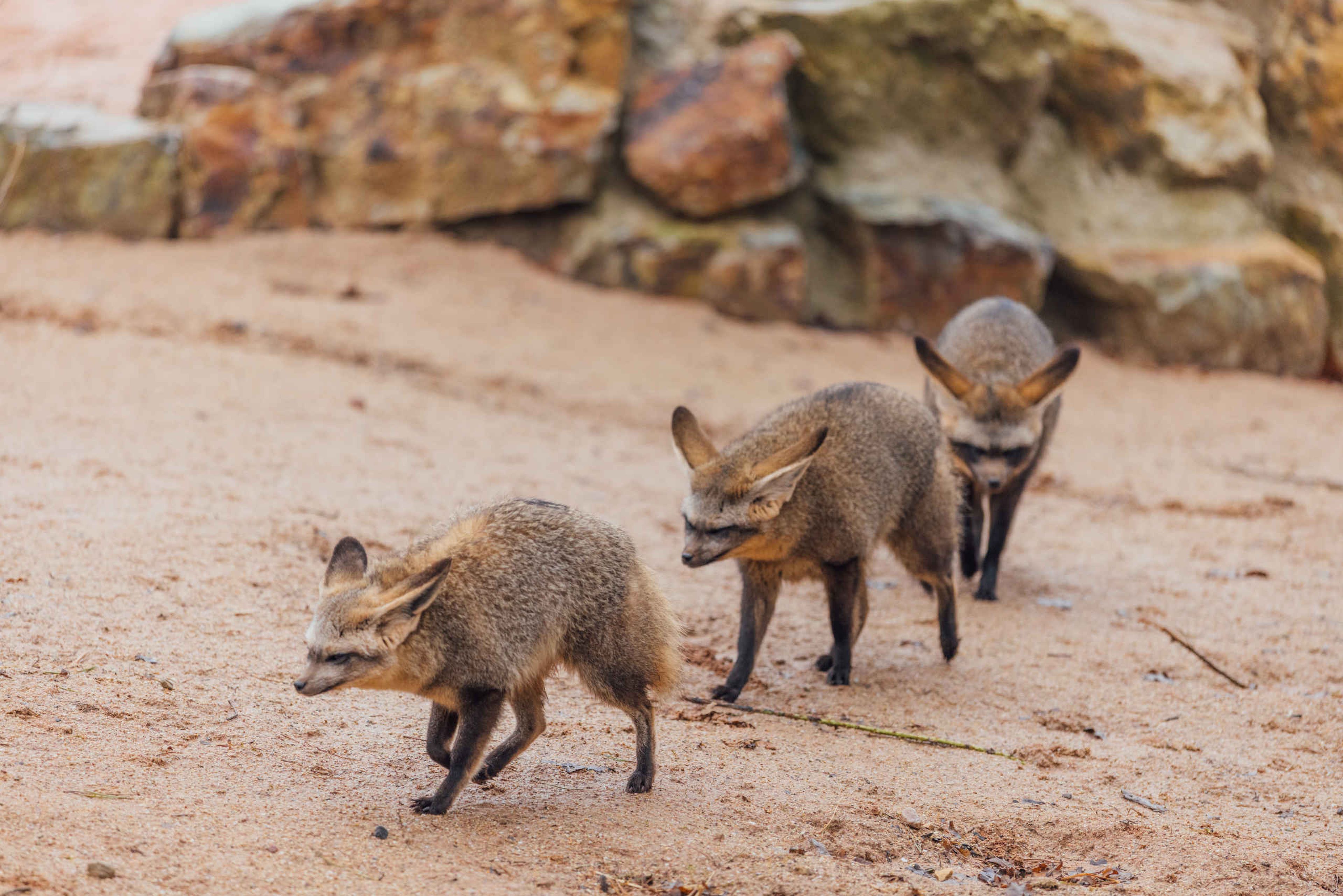 Groep grootoorvossen in het verblijf in Safaripark Beekse Bergen