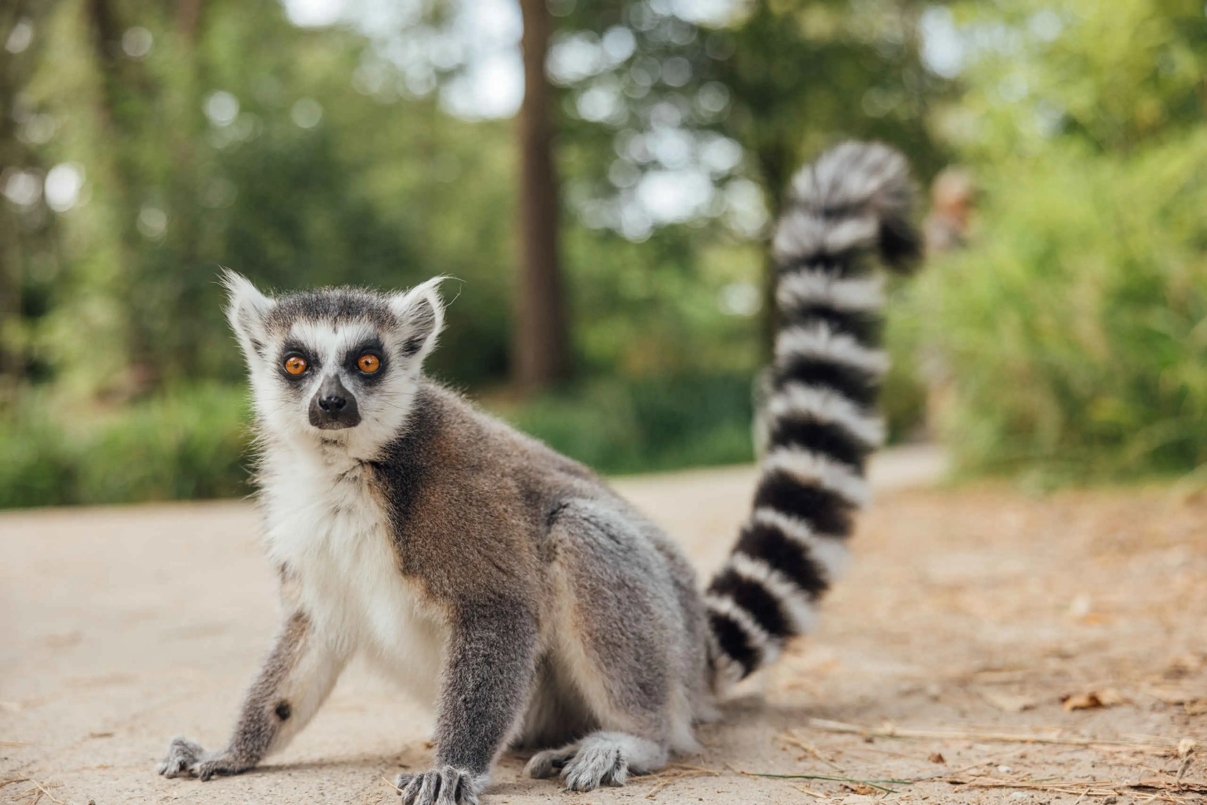 Ringstaartmaki zit op de stenen grond in Safaripark Beekse Bergen