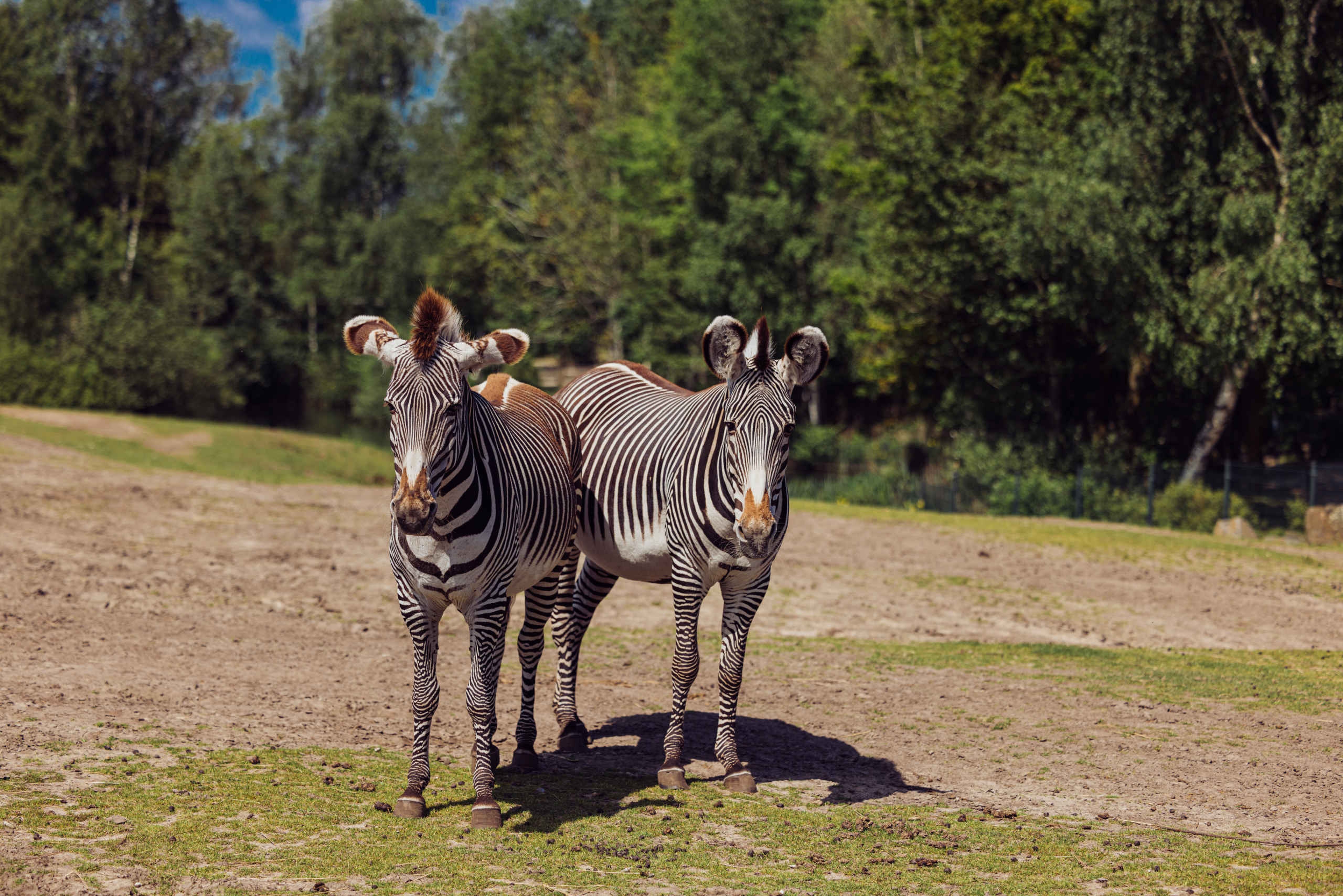 Grant zebra's op de savanne Safaripark Beekse Bergen