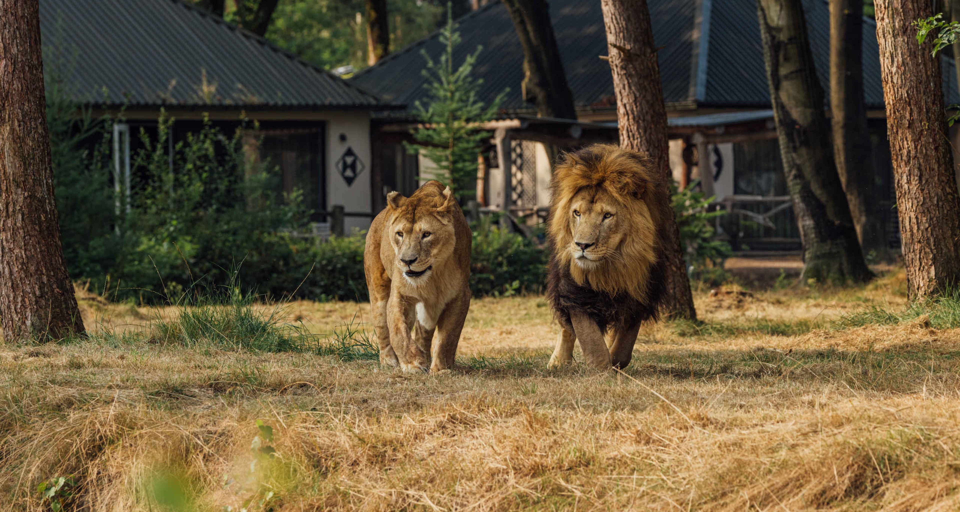 Afrikaanse leeuw mannetje en vrouwtje Safari Resort Beekse Bergen