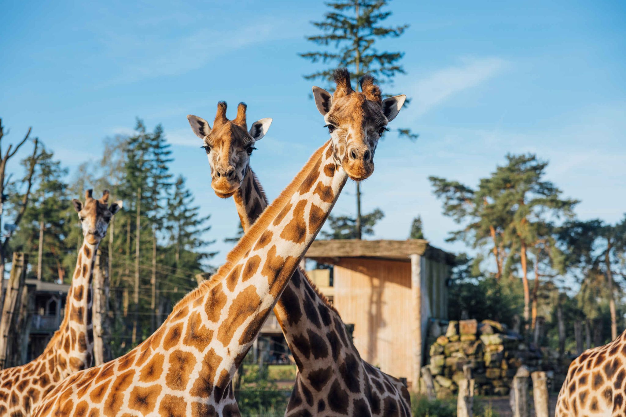 Drie giraffen staat op de Wongo savanne bij Safari Hotel Beekse Bergen.