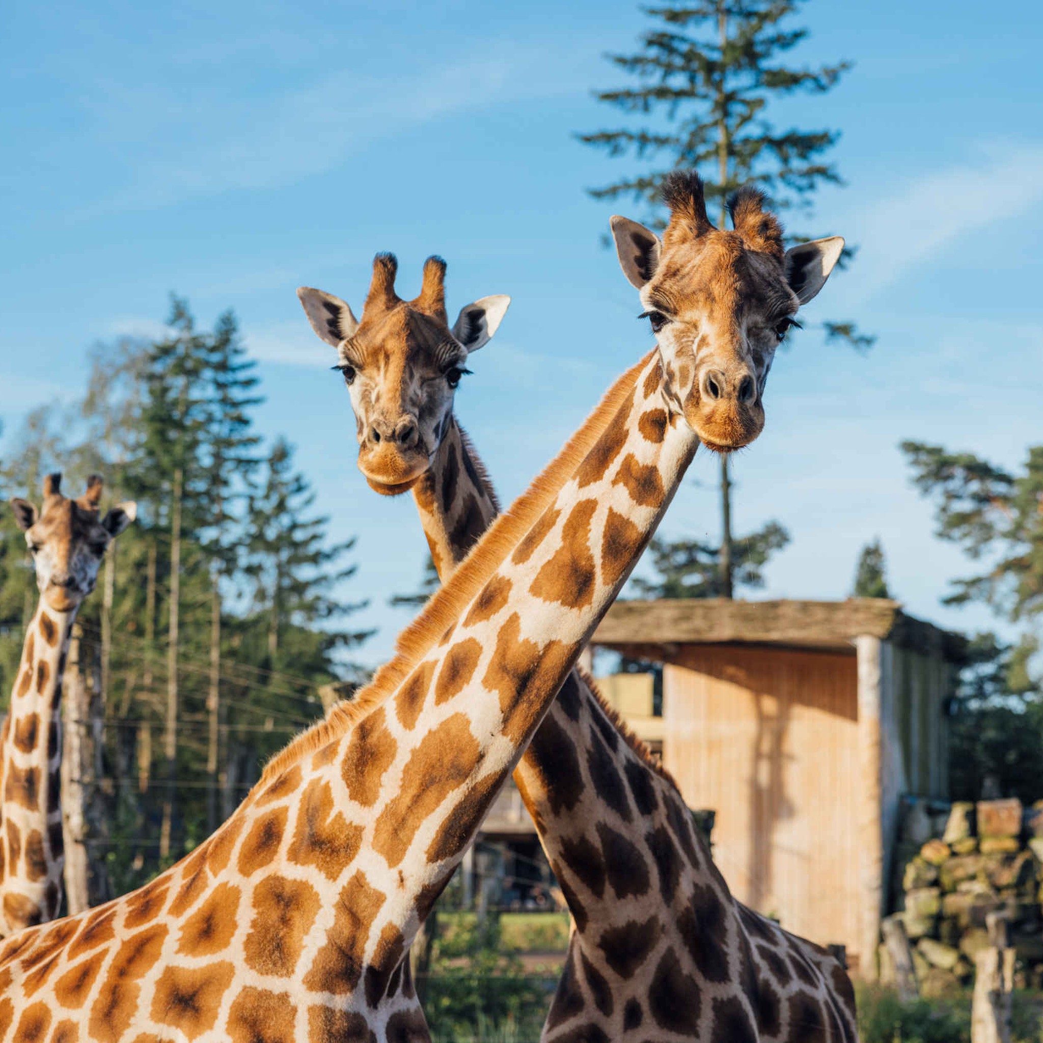 Drie giraffen staat op de Wongo savanne bij Safari Hotel Beekse Bergen.