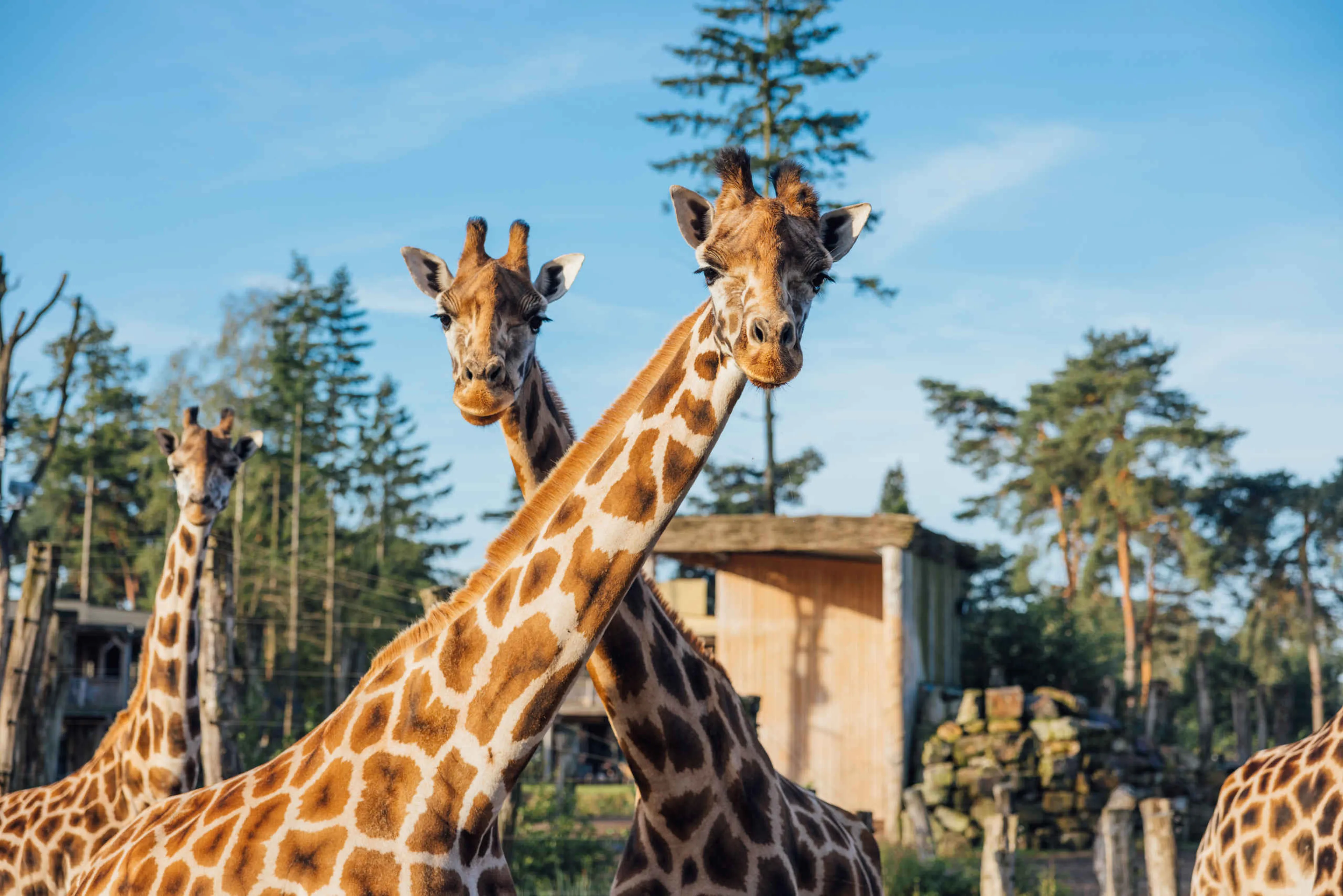 Drie giraffen staat op de Wongo savanne bij Safari Hotel Beekse Bergen.
