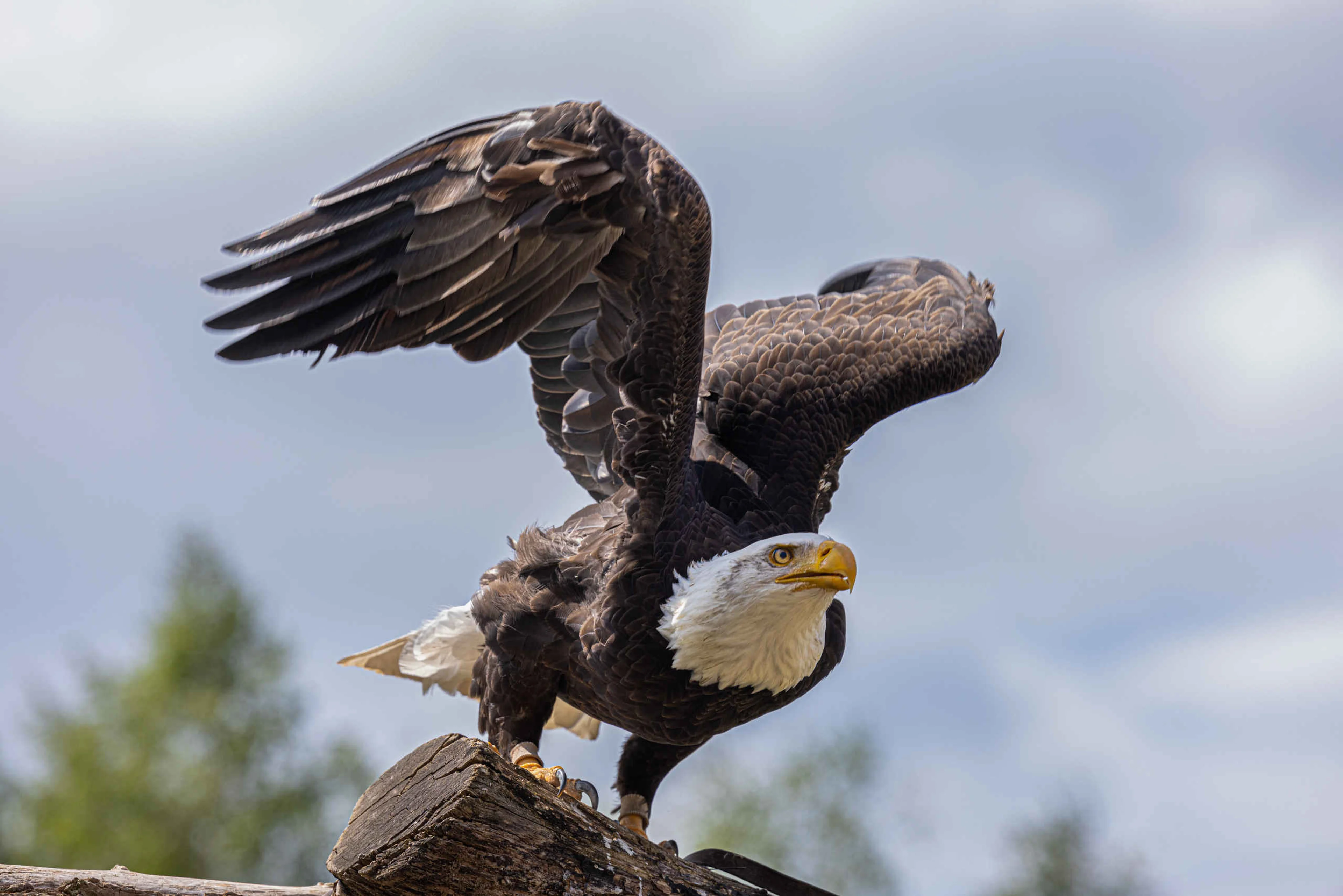 Zeearend tijdens roofvogelsafari in Safaripark Beekse Bergen
