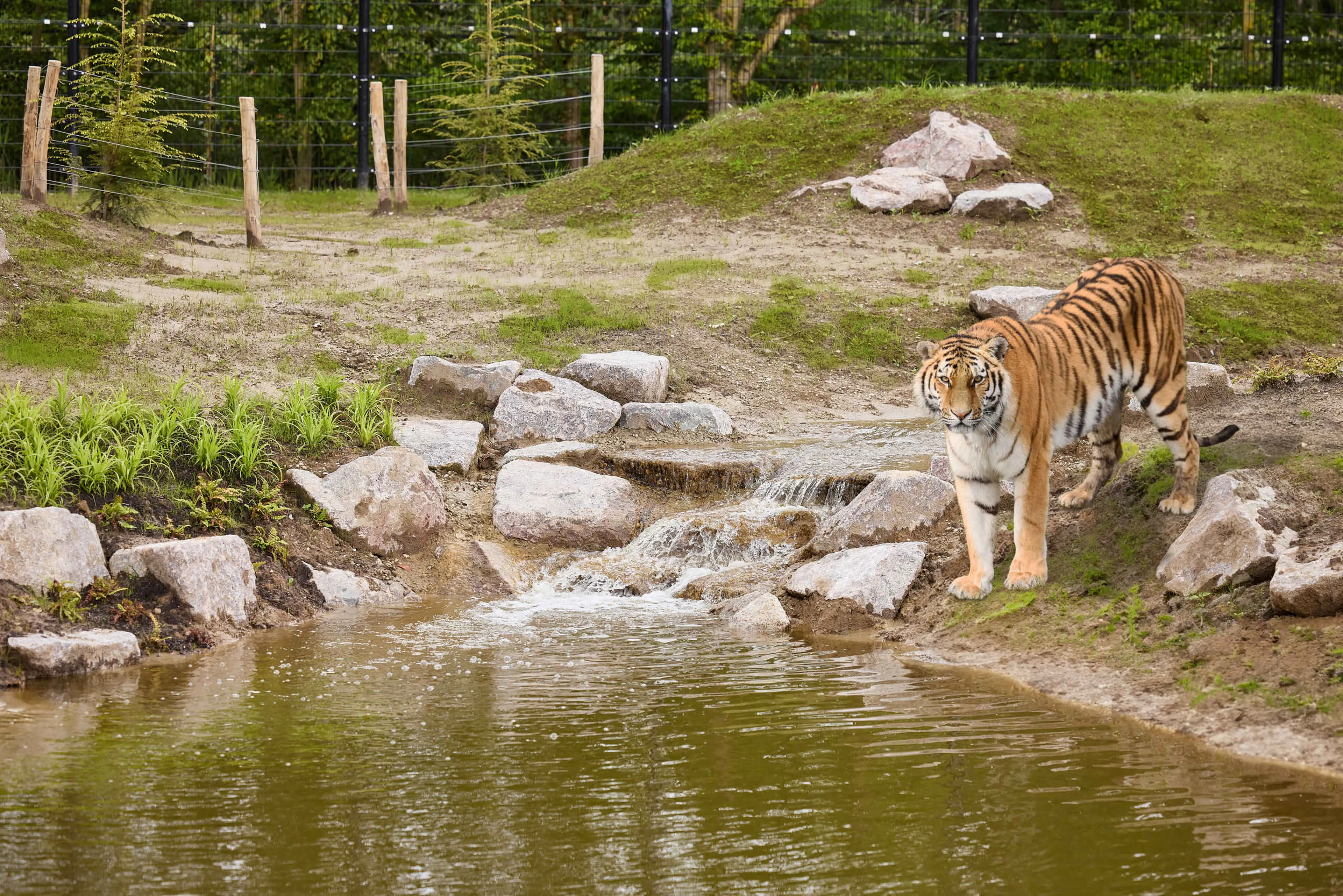 Een Amoertijger staat bij de rivier in het verblijf in Eindhoven Zoo.