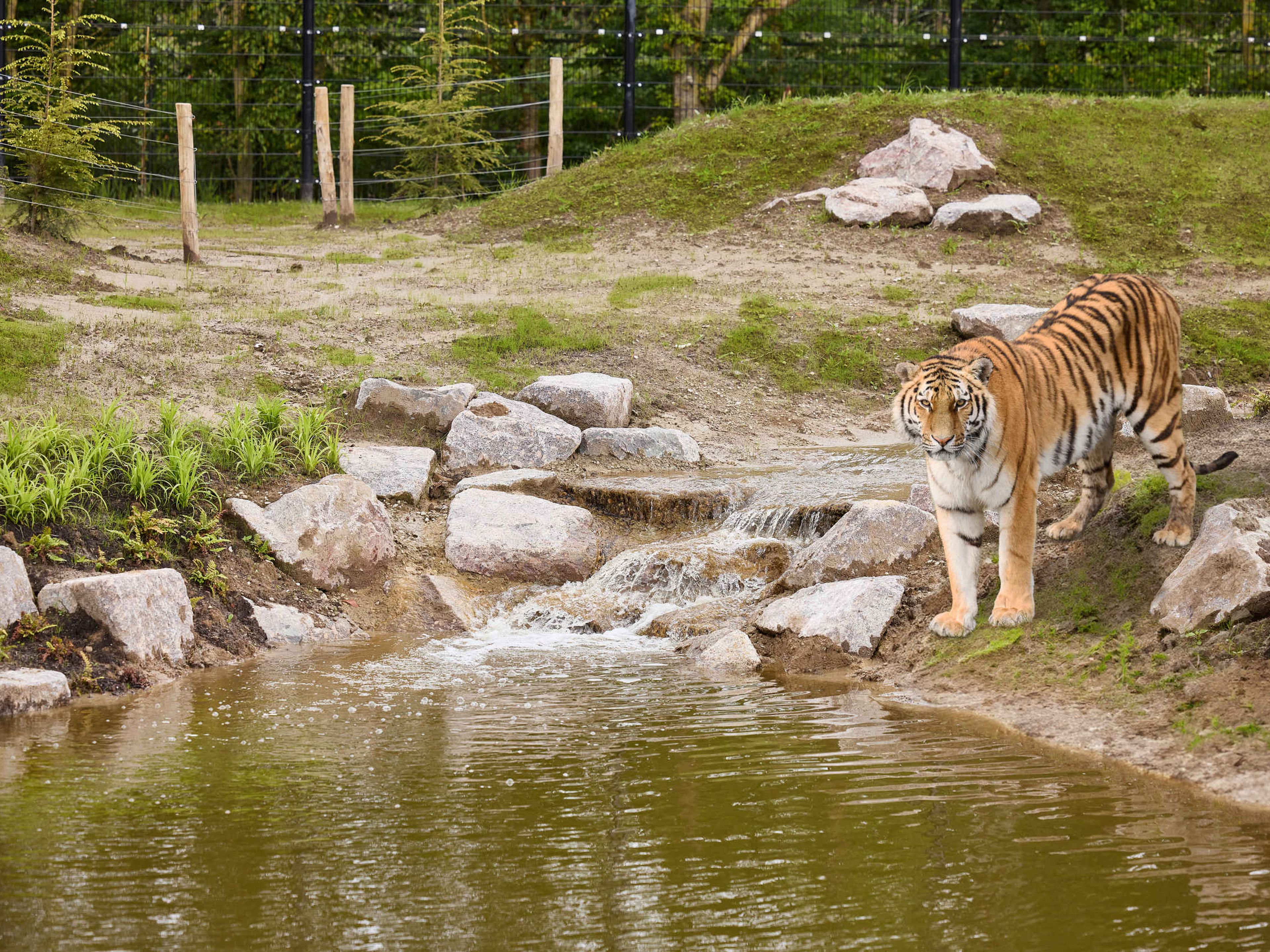 Een Amoertijger staat bij de rivier in het verblijf in Eindhoven Zoo.