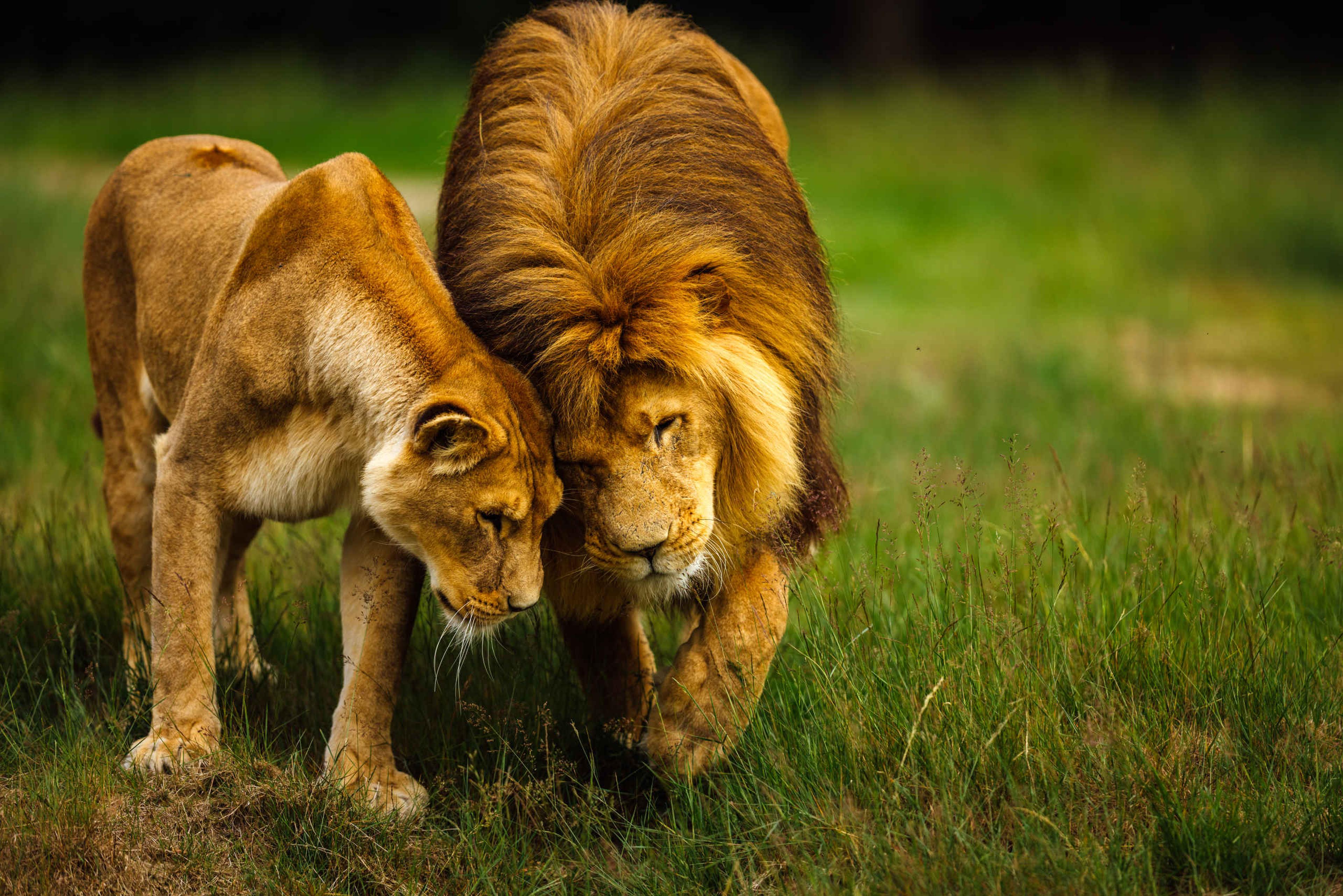 Twee Afrikaanse leeuwen lopen op de savanne bij Safaripark Beekse Bergen.