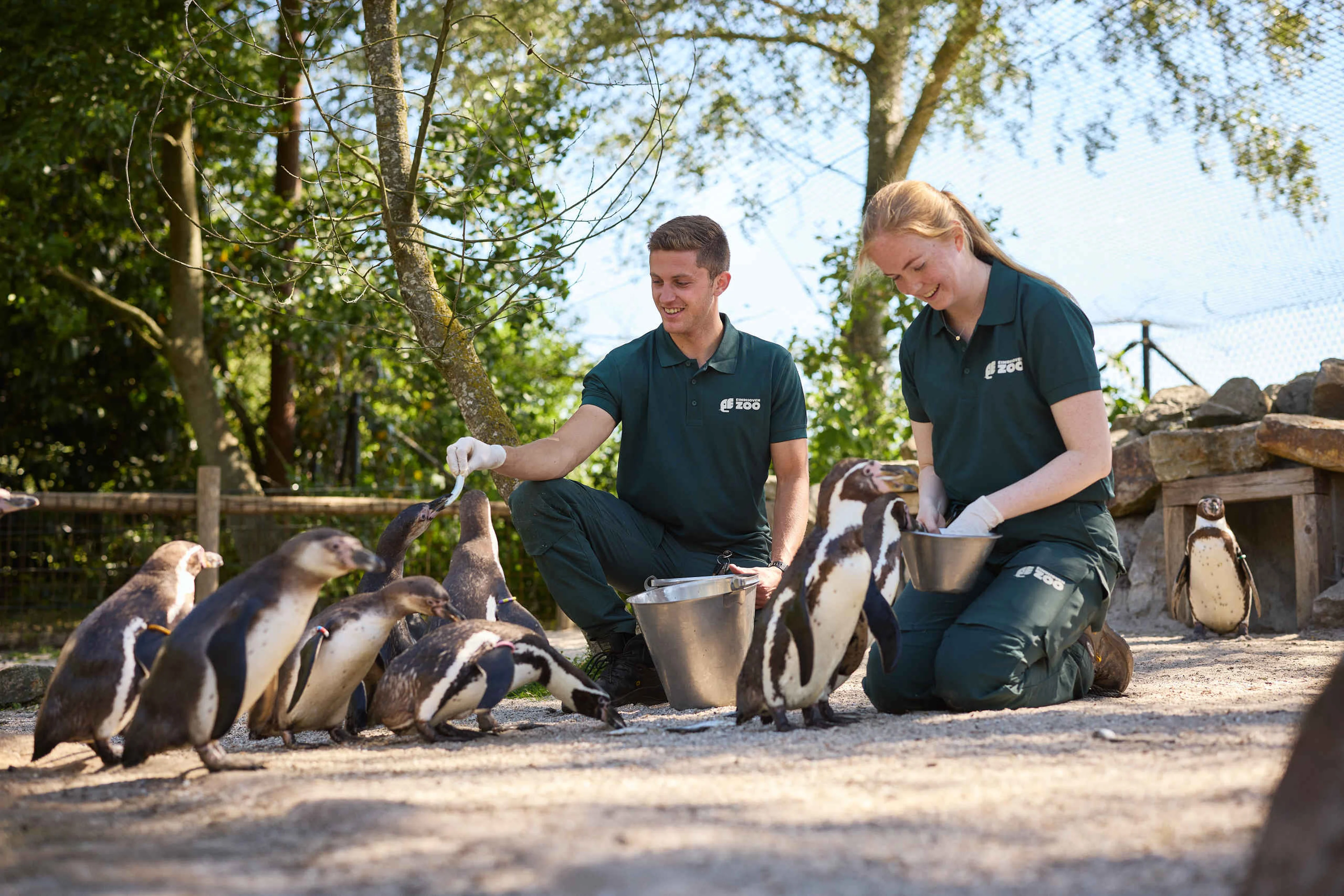 Pinguins worden gevoerd in Eindhoven Zoo