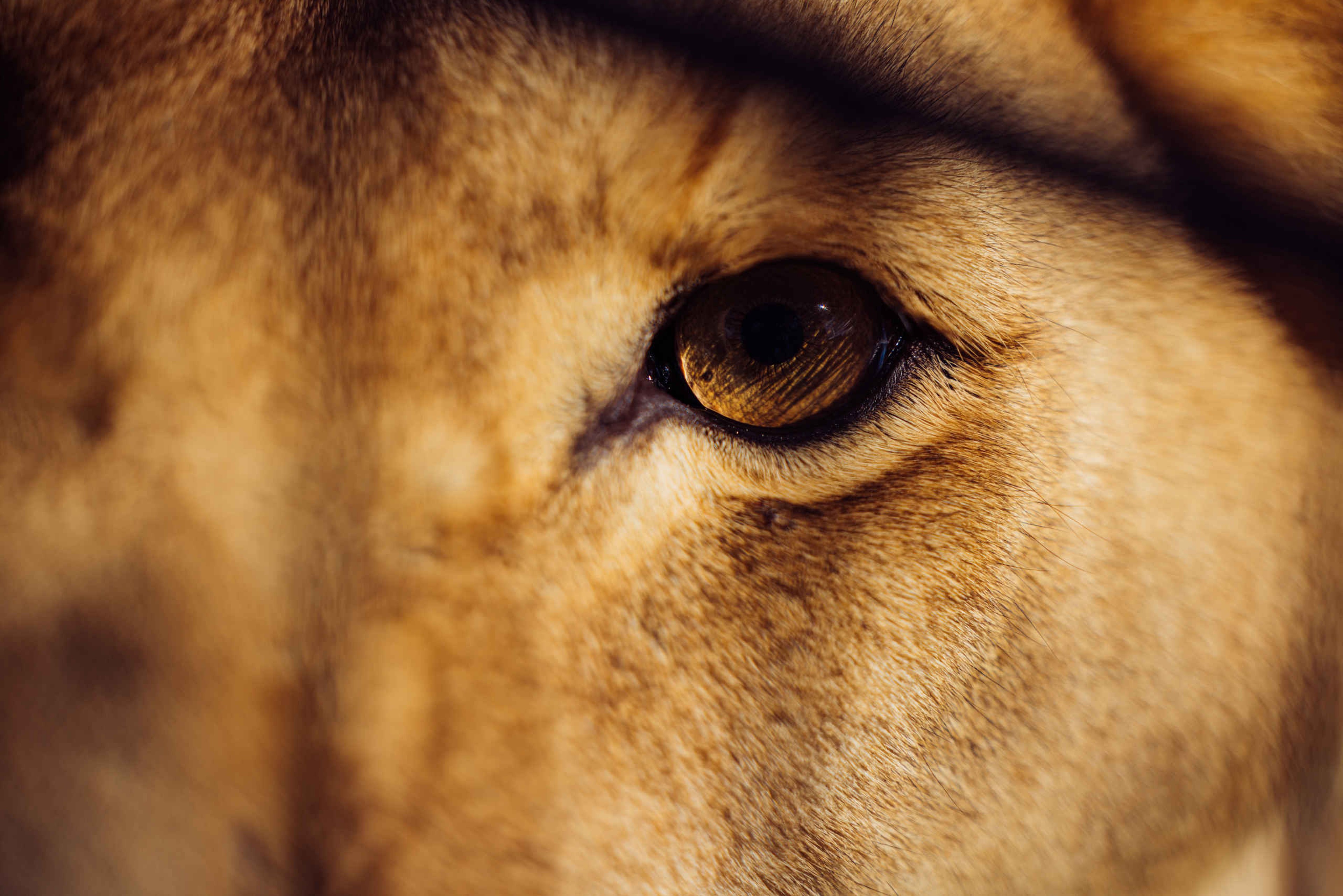 Close-up van een leeuw in Beekse Bergen