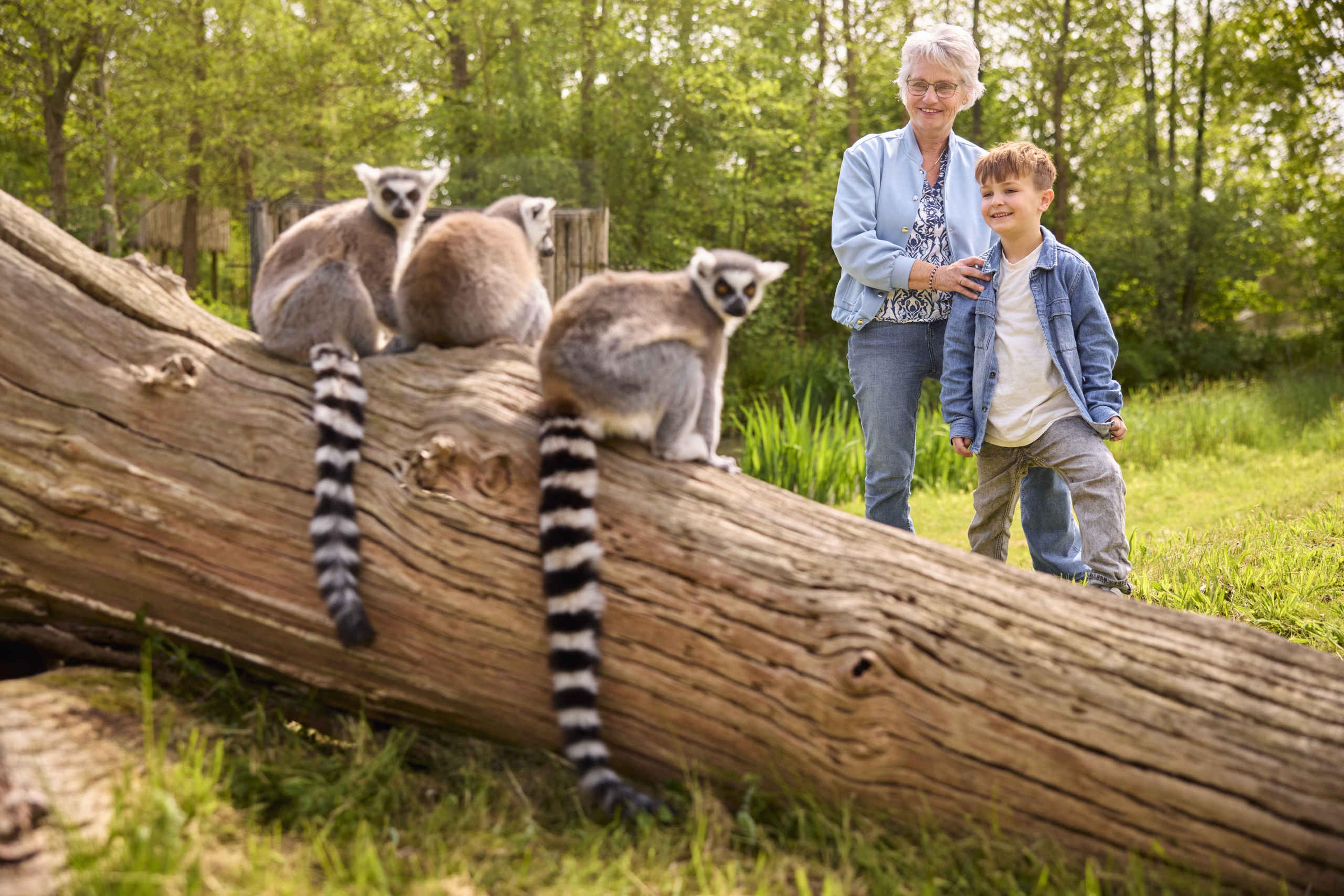 Oma met kleinzoon bij ringstaartmaki's op boomstronk in AquaZoo Leeuwarden