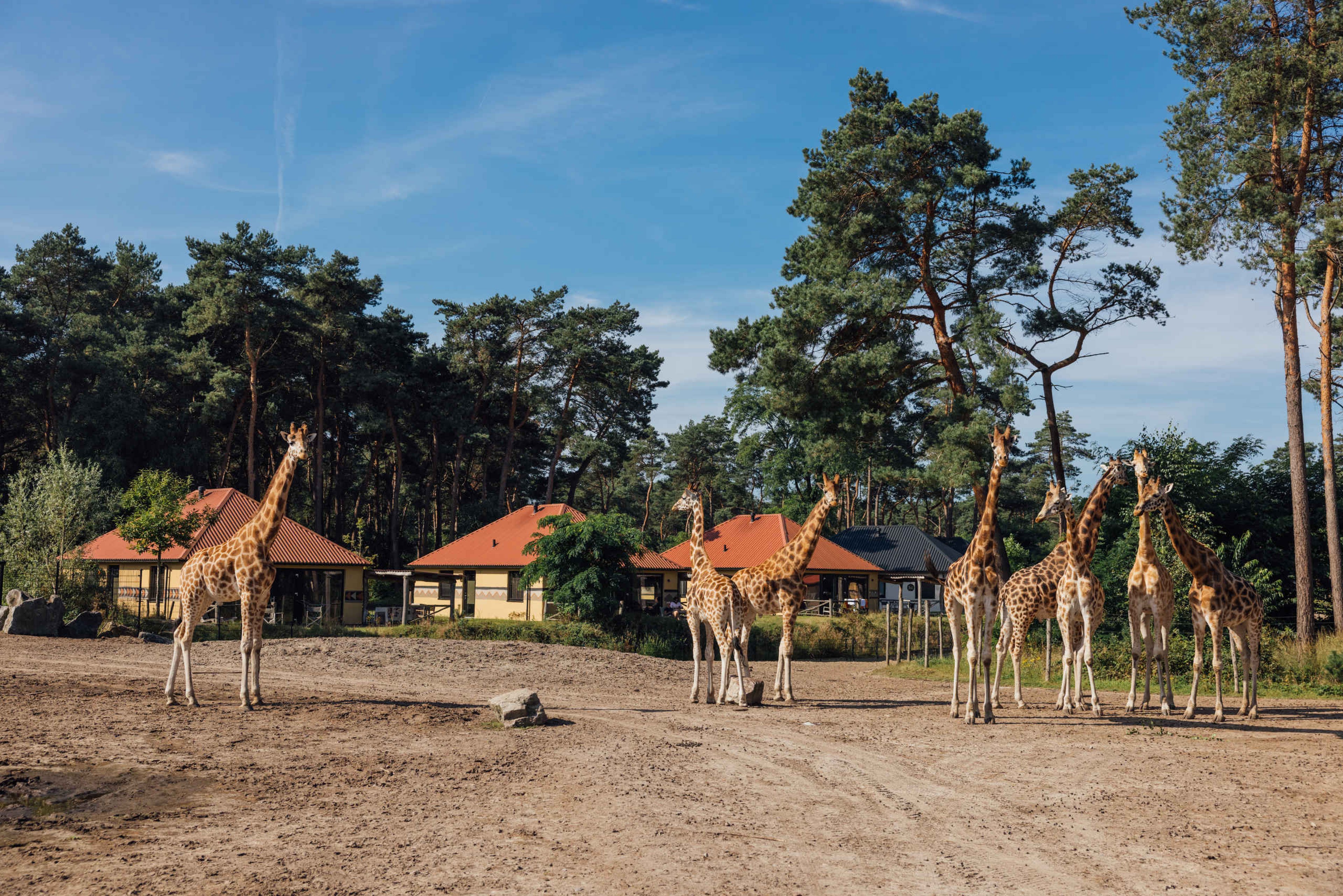 Een kudde giraffen op het Safari Resort Beekse Bergen