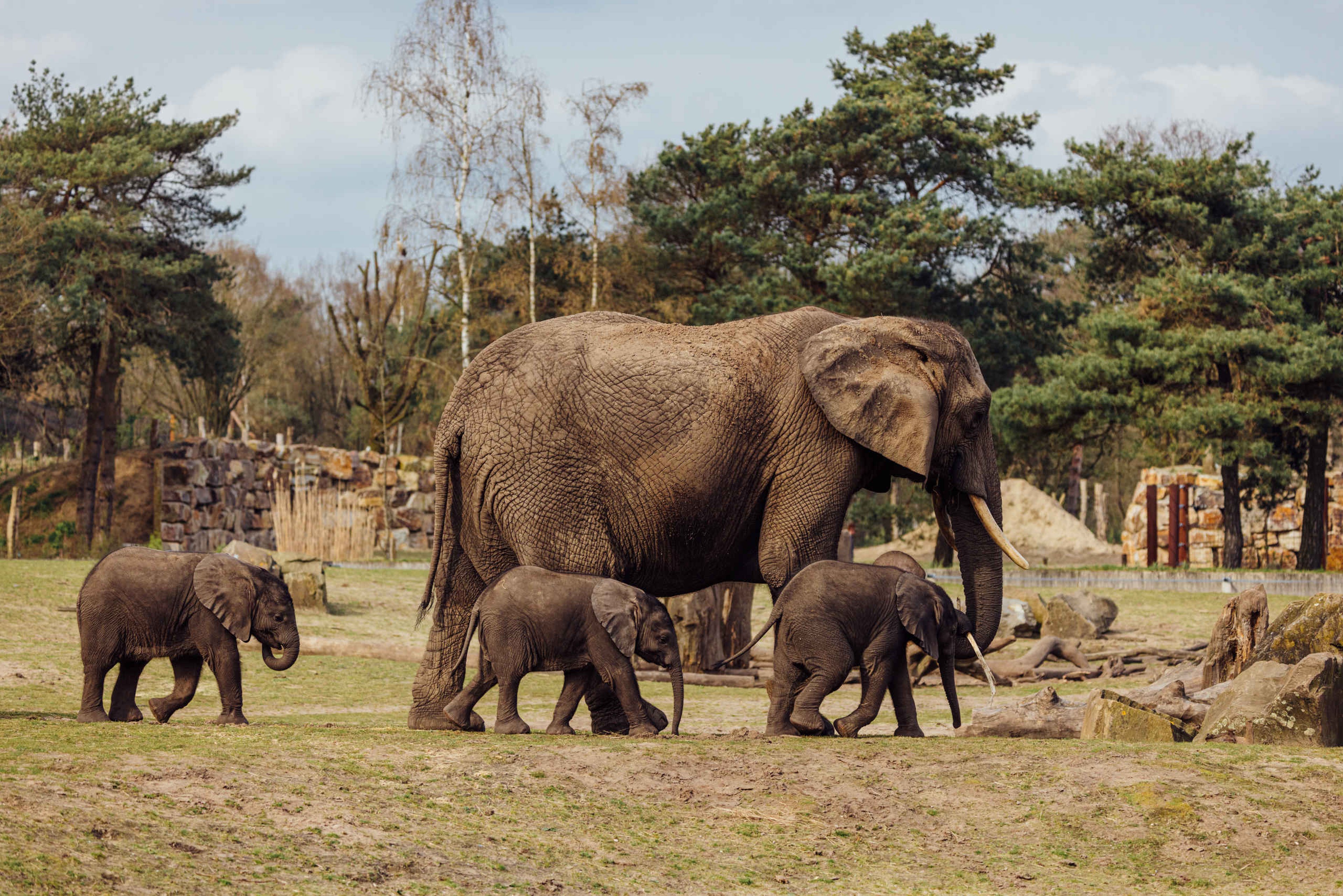 Olifant met kleine kalfjes lopen door de olifantenvallei in Safaripark Beekse Bergen