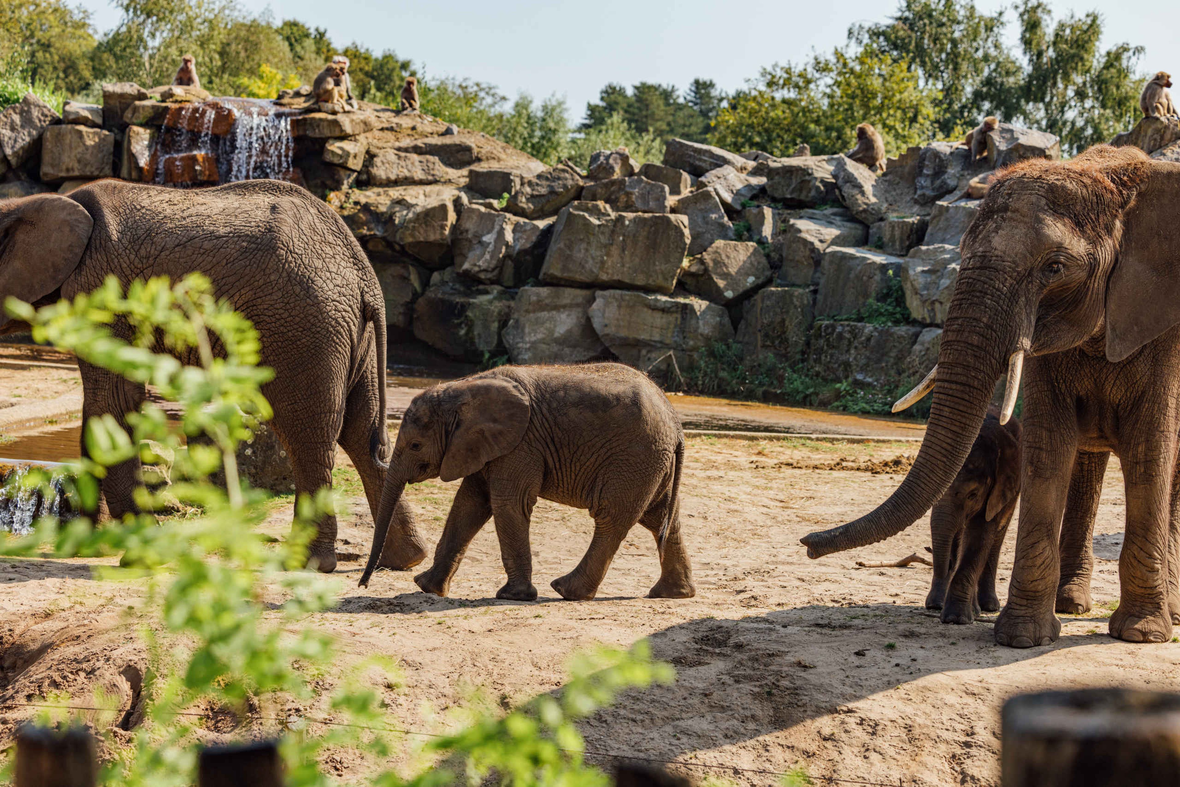 Kleine olifant met gezin in olifantenvallei in Safaripark Beekse Bergen