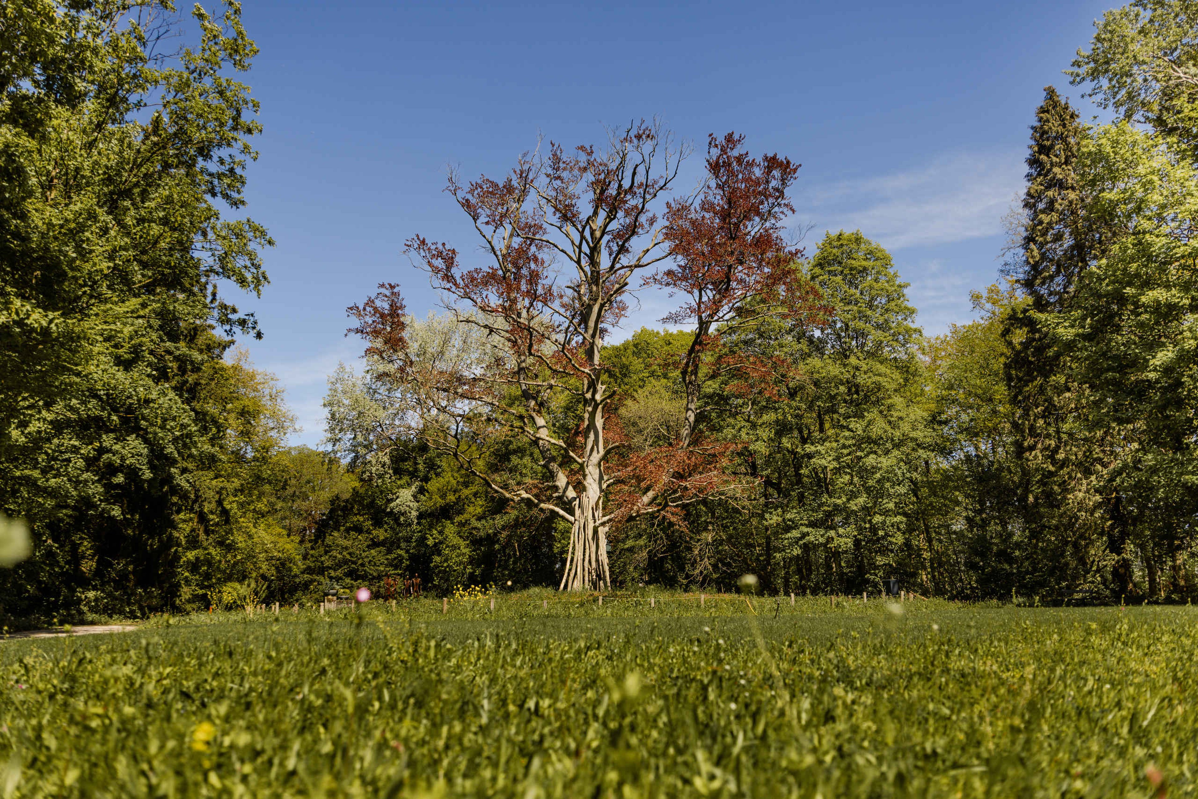 Tuin monumentale boom Kasteel Steenenburg