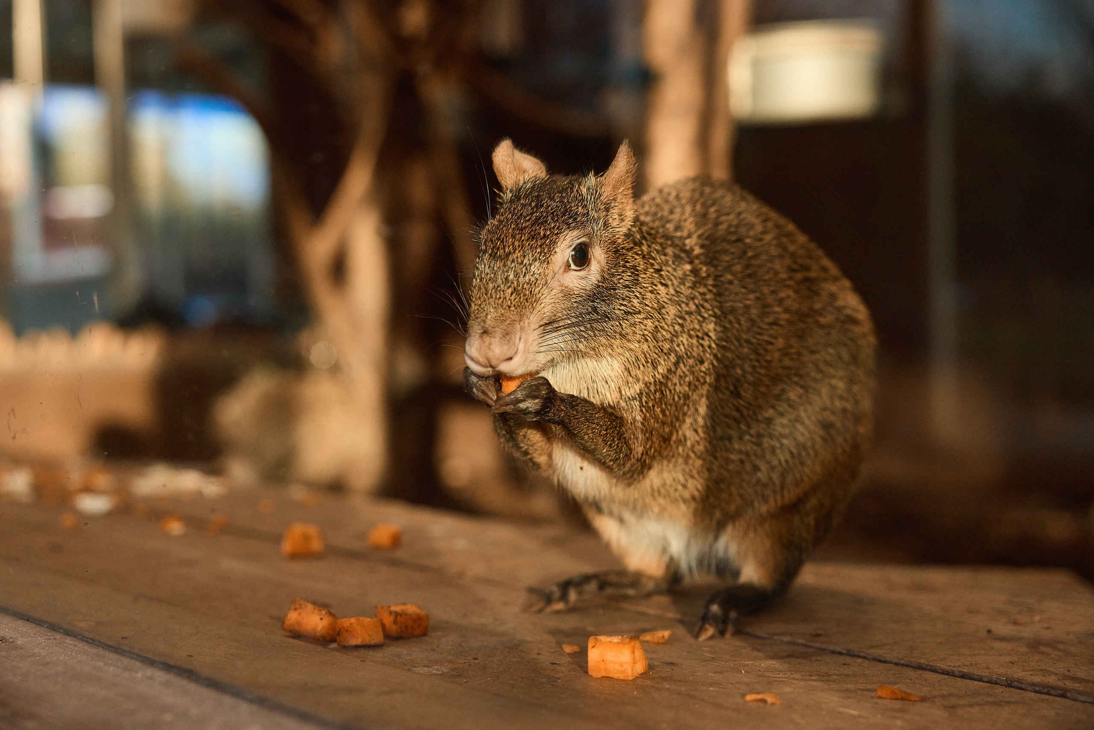 Azouri's agouti knaagdier eten van een wortel AquaZoo Leeuwarden