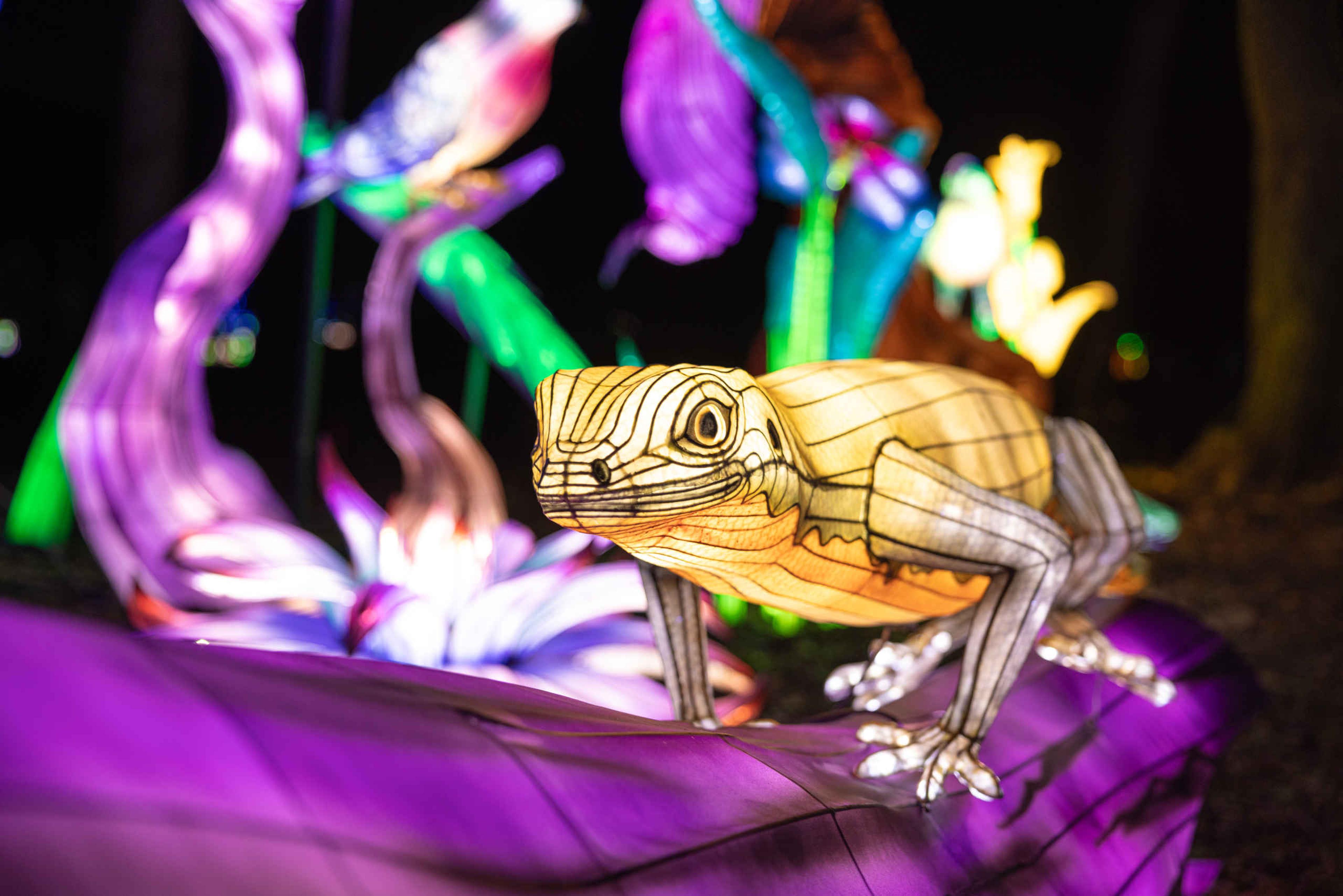 Lichtgevende leguaan bij Light Safari Beekse Bergen