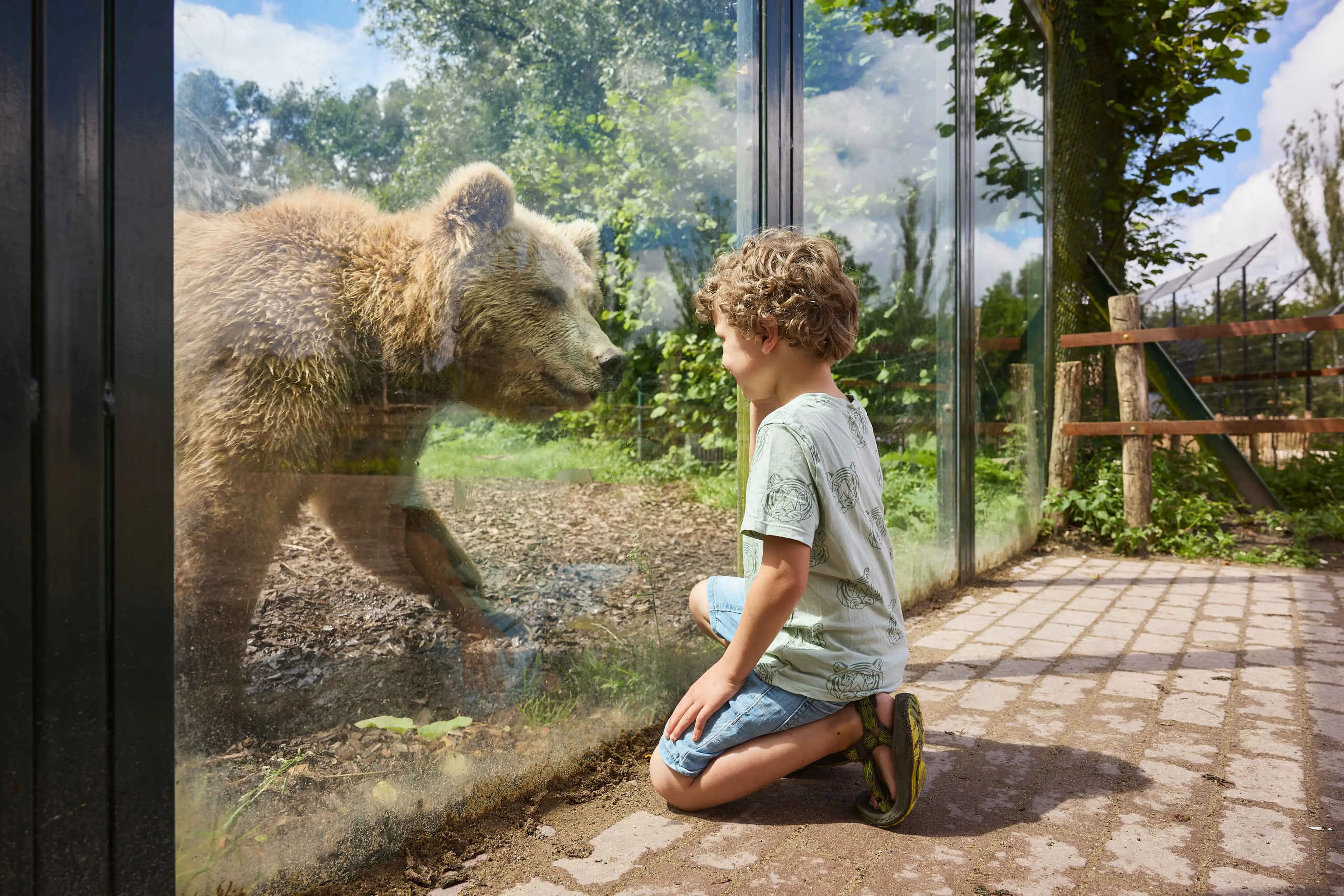 Bruine beer kijkt naar kind via het glas in Eindhoven Zoo