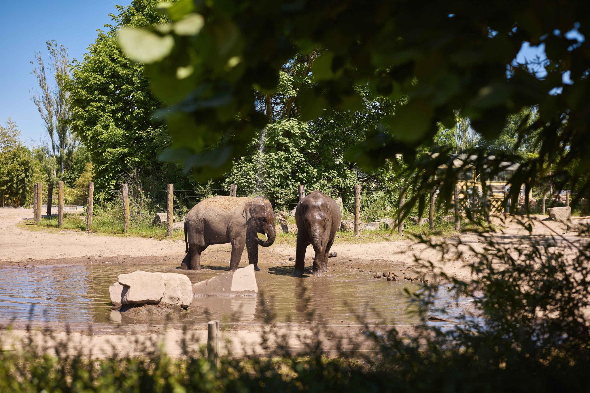 Twee Aziatische olifanten staan in de zomer in het water bij Eindhoven Zoo.