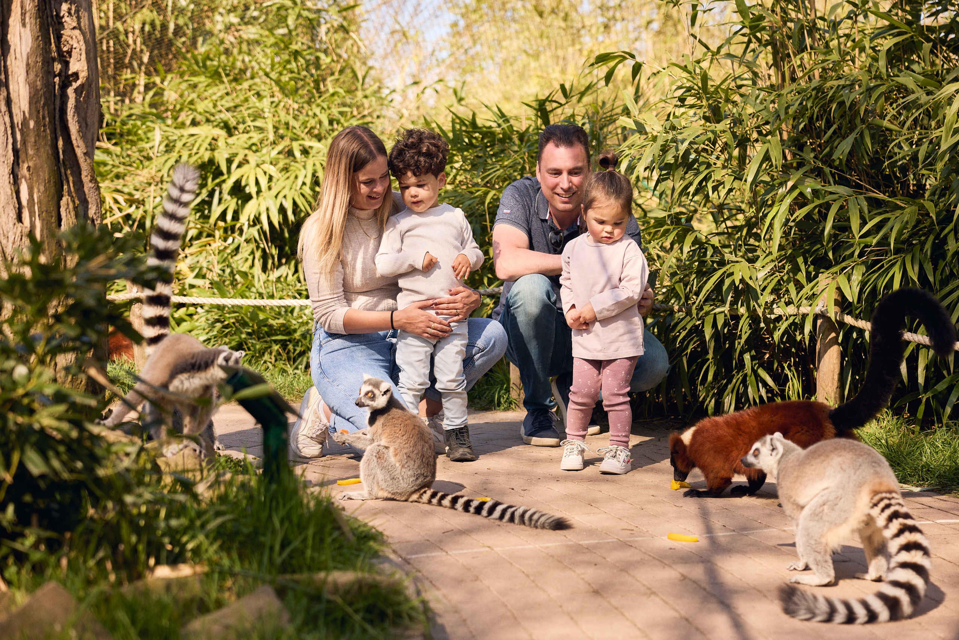 Gezin bij de ringstaartmaki's in Eindhoven Zoo