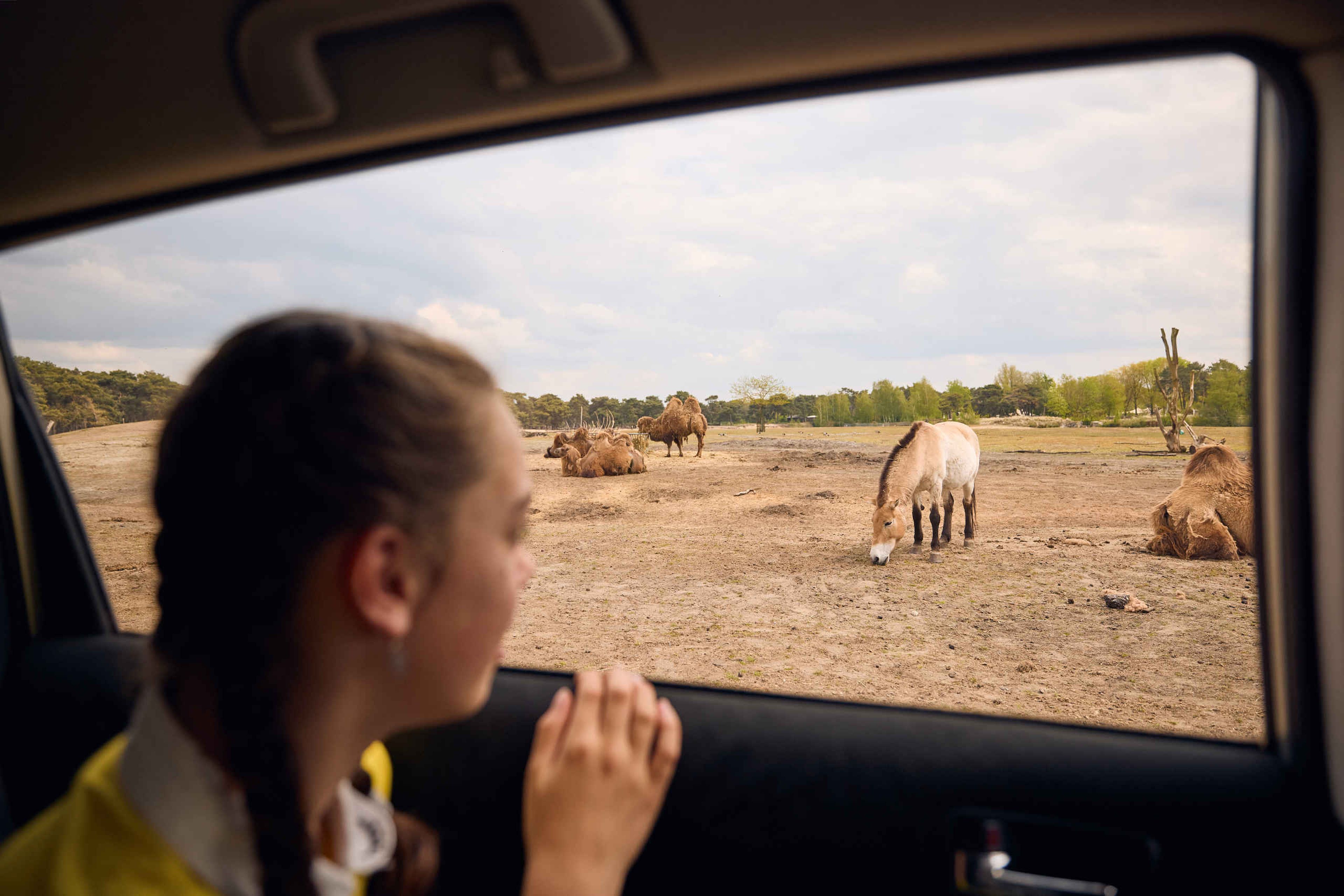 Meisje zit in auto tijdens autosafari ziet przewalskipaark en kamelen Safaripark Beekse Bergen