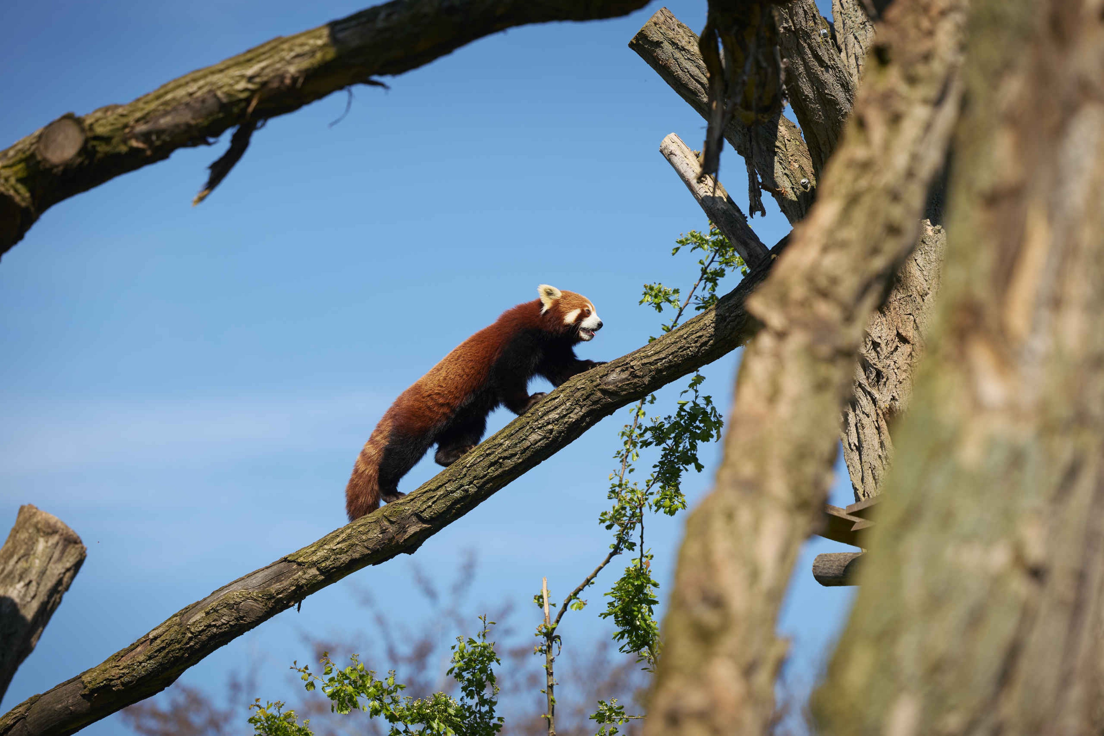 Een rode panda loopt over een tak in Eindhoven Zoo