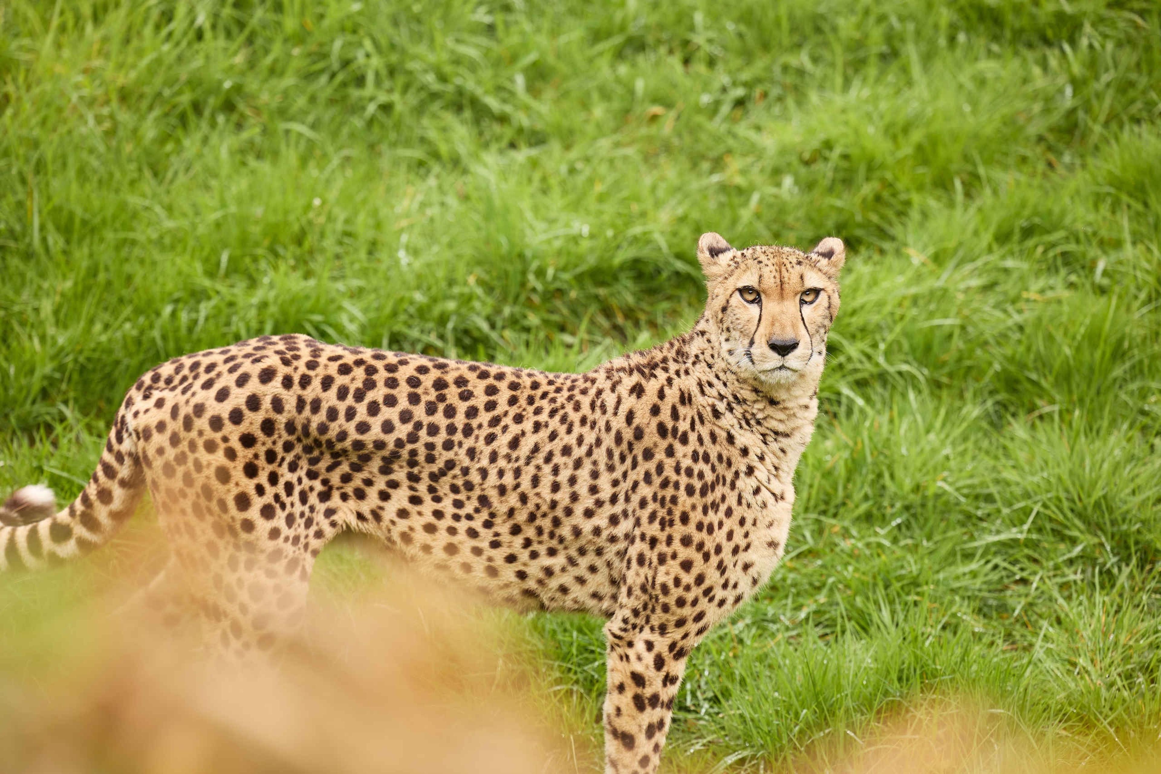 Jachtluipaard cheetah in gras close-up ZooParc Overloon