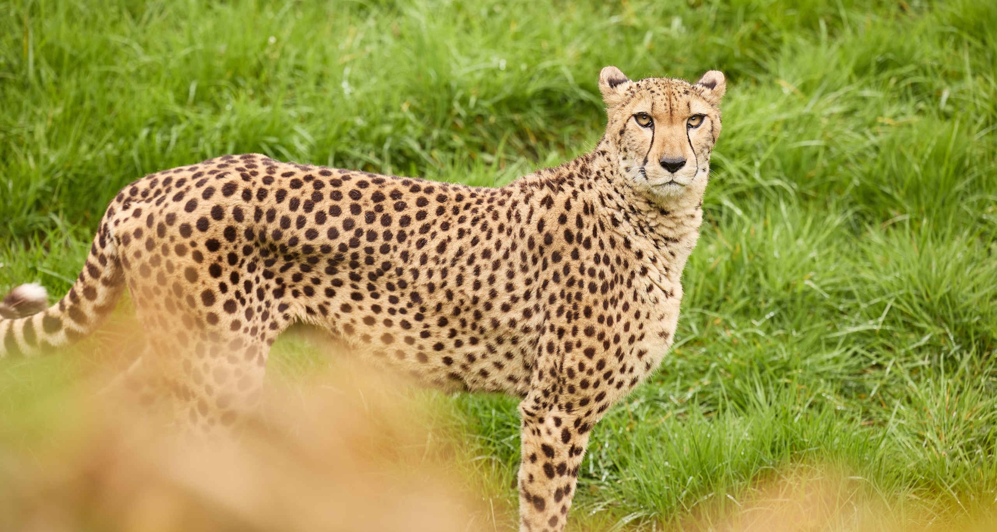 Jachtluipaard cheetah in gras close-up ZooParc Overloon