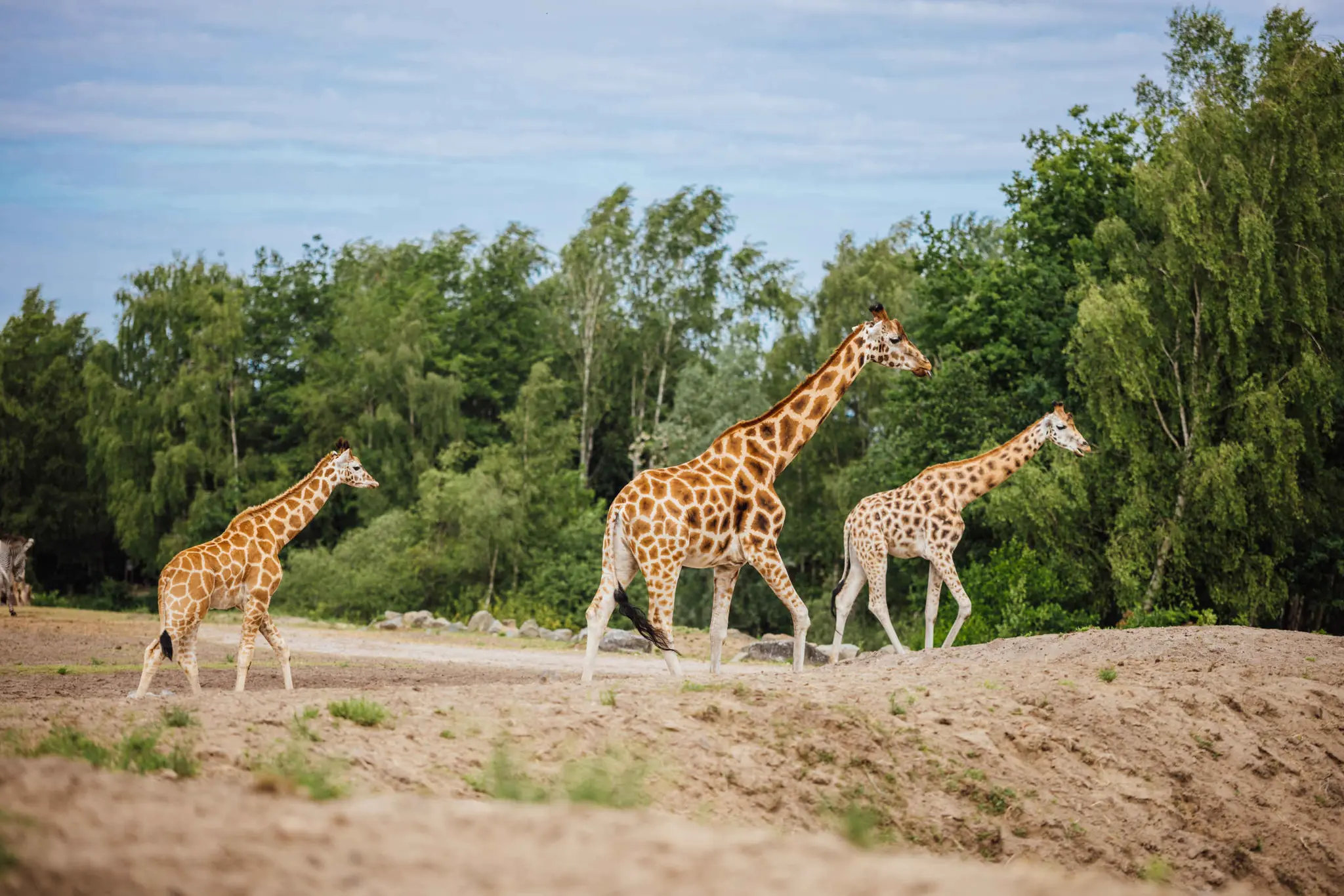 Voorjaar giraffen op de savanne in Safaripark Beekse Bergen
