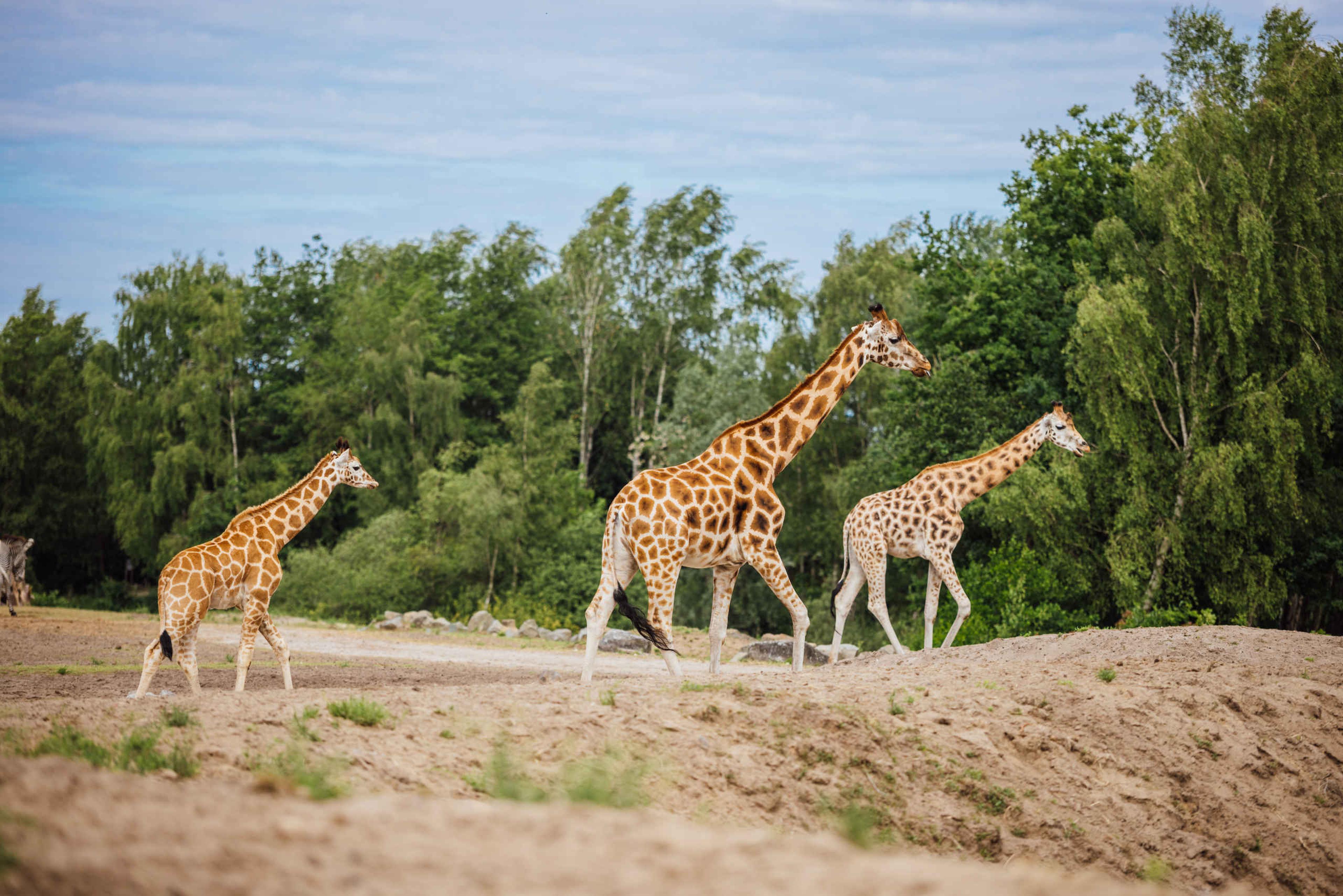 Voorjaar giraffen op de savanne in Safaripark Beekse Bergen