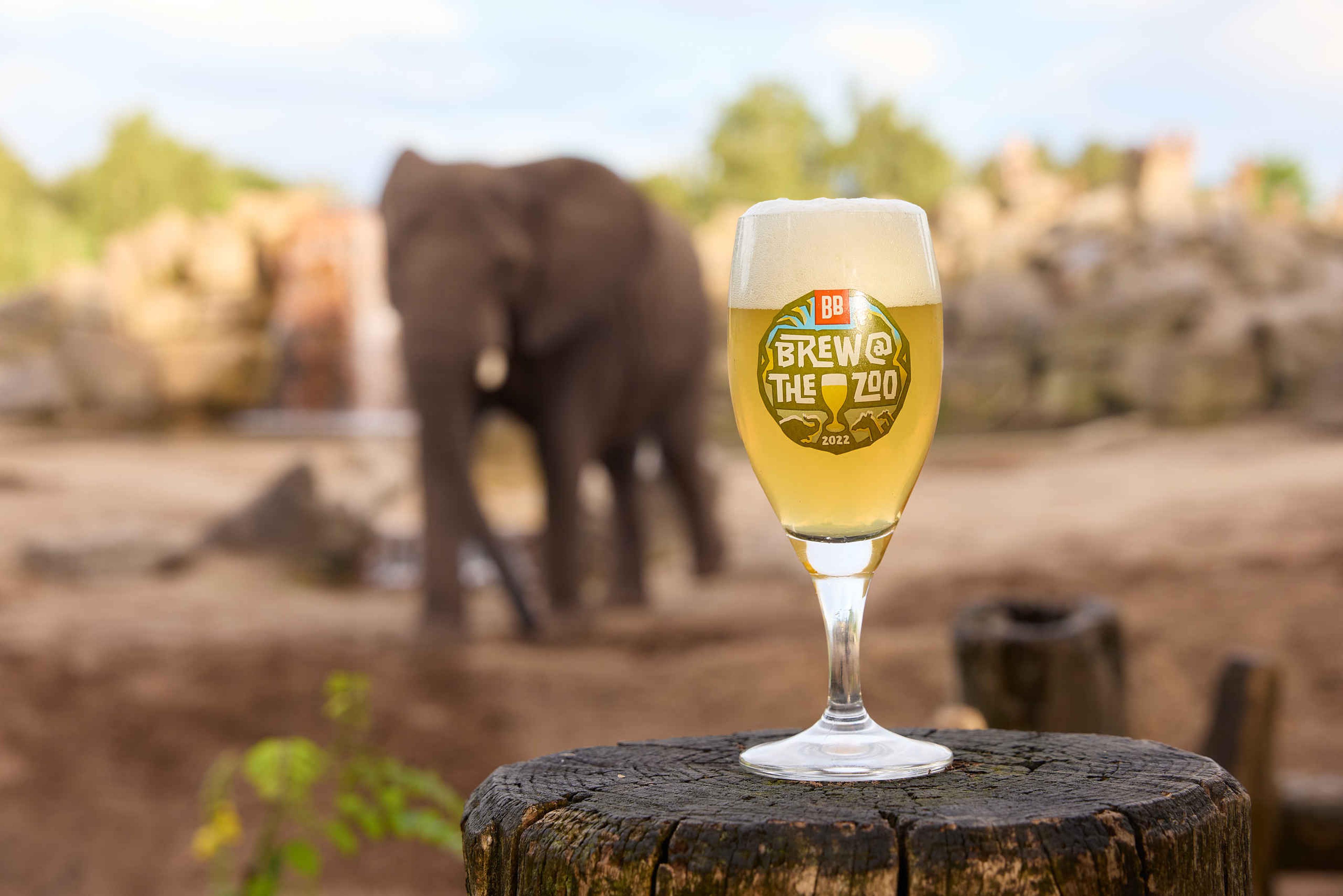 Bierglas bij de olifanten tijdens Brew@theZoo in Safaripark Beekse Bergen