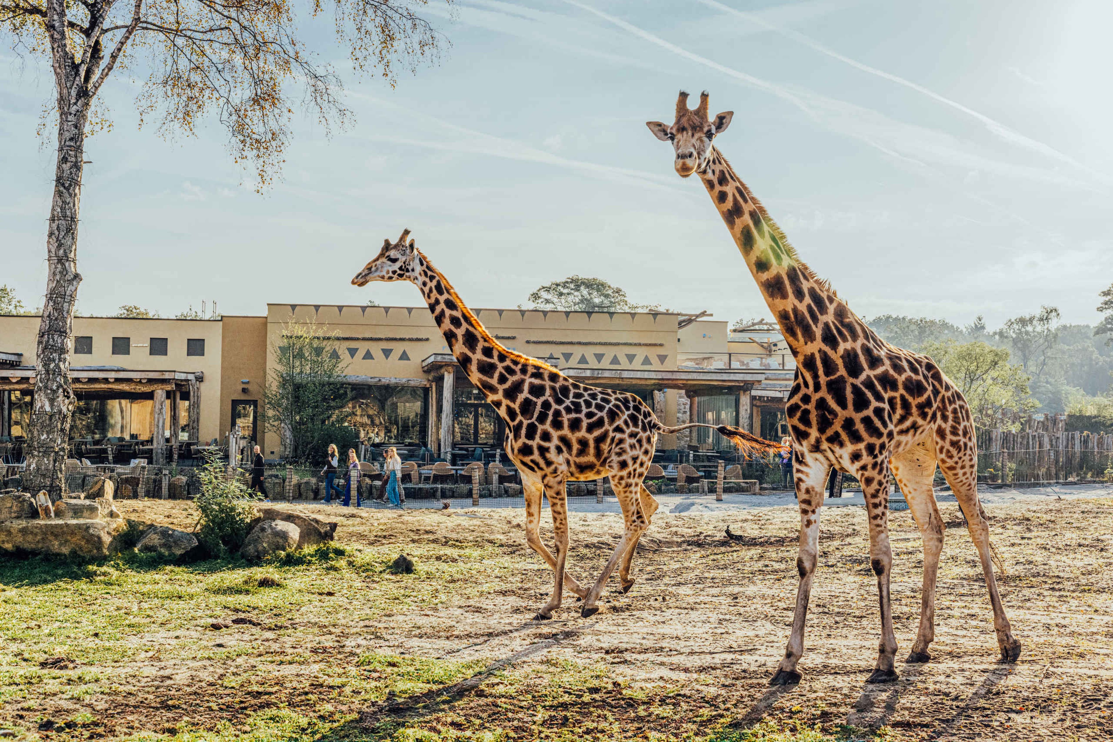 Twee giraffen op een savanne bij Safari Hotel Beekse Bergen, waar je kan overnachten na jouw bezoek aan Bar & Restaurant Nommos.