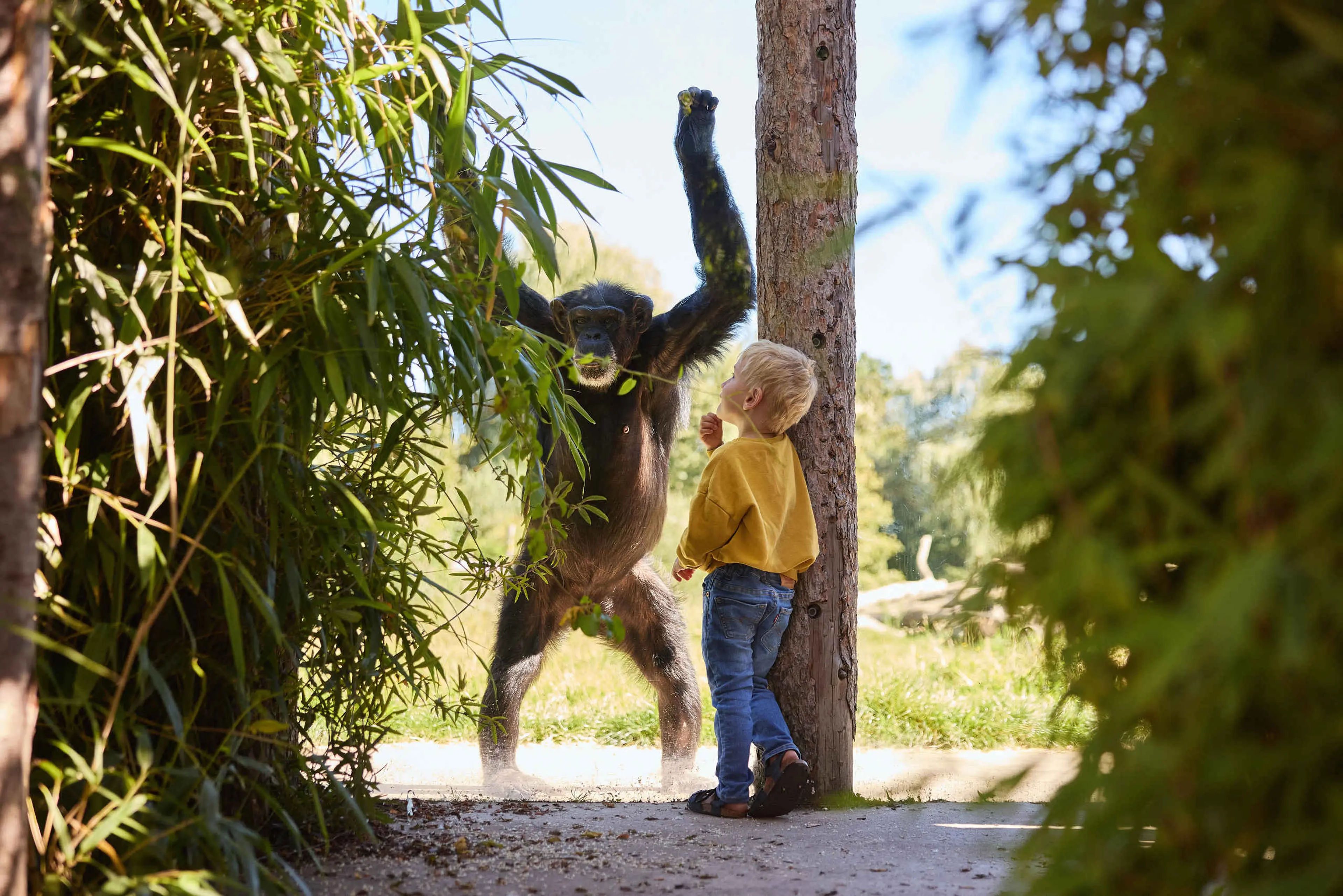 Kind kijkt naar chimpansee in Eindhoven Zoo