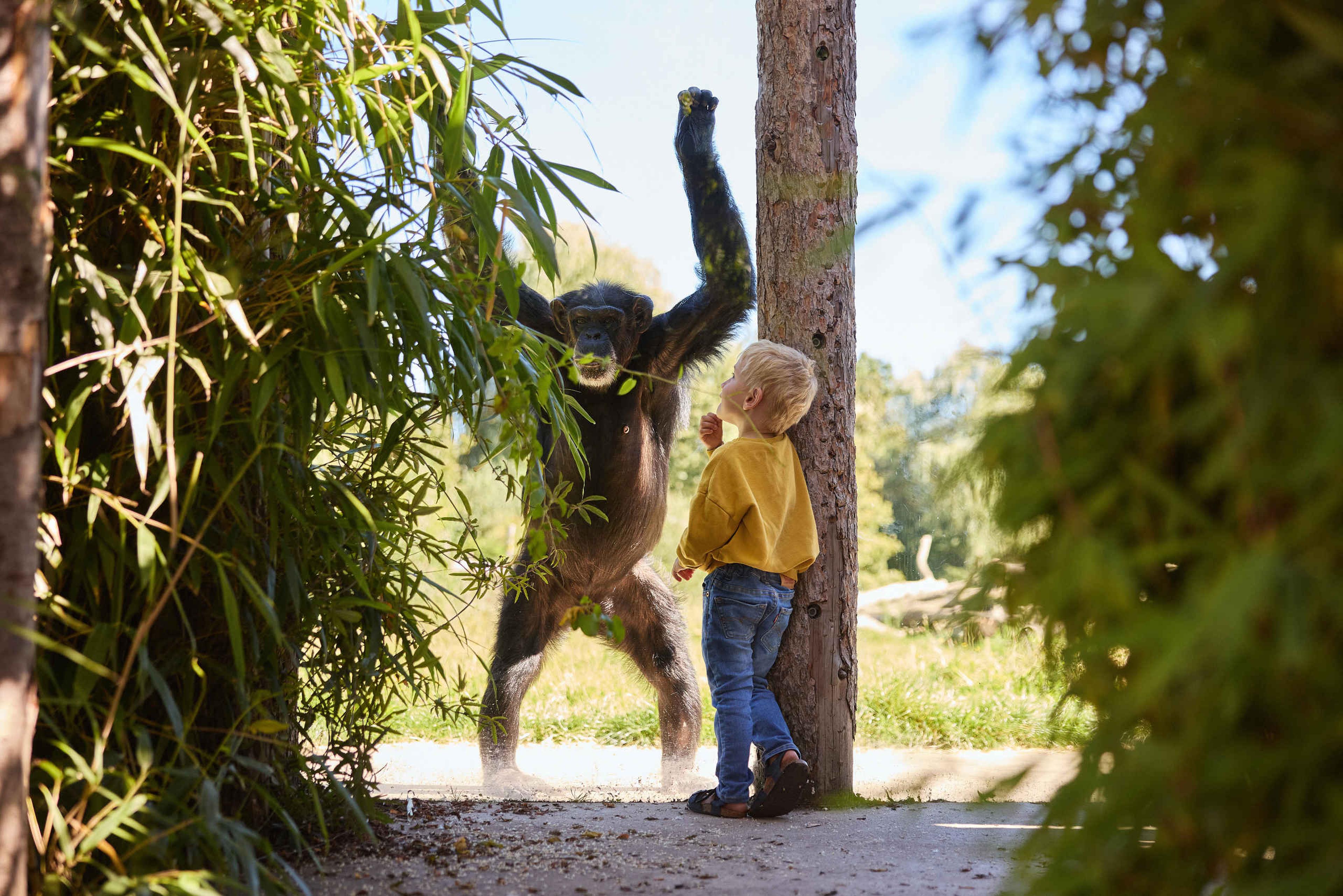 Kind kijkt naar chimpansee in Eindhoven Zoo