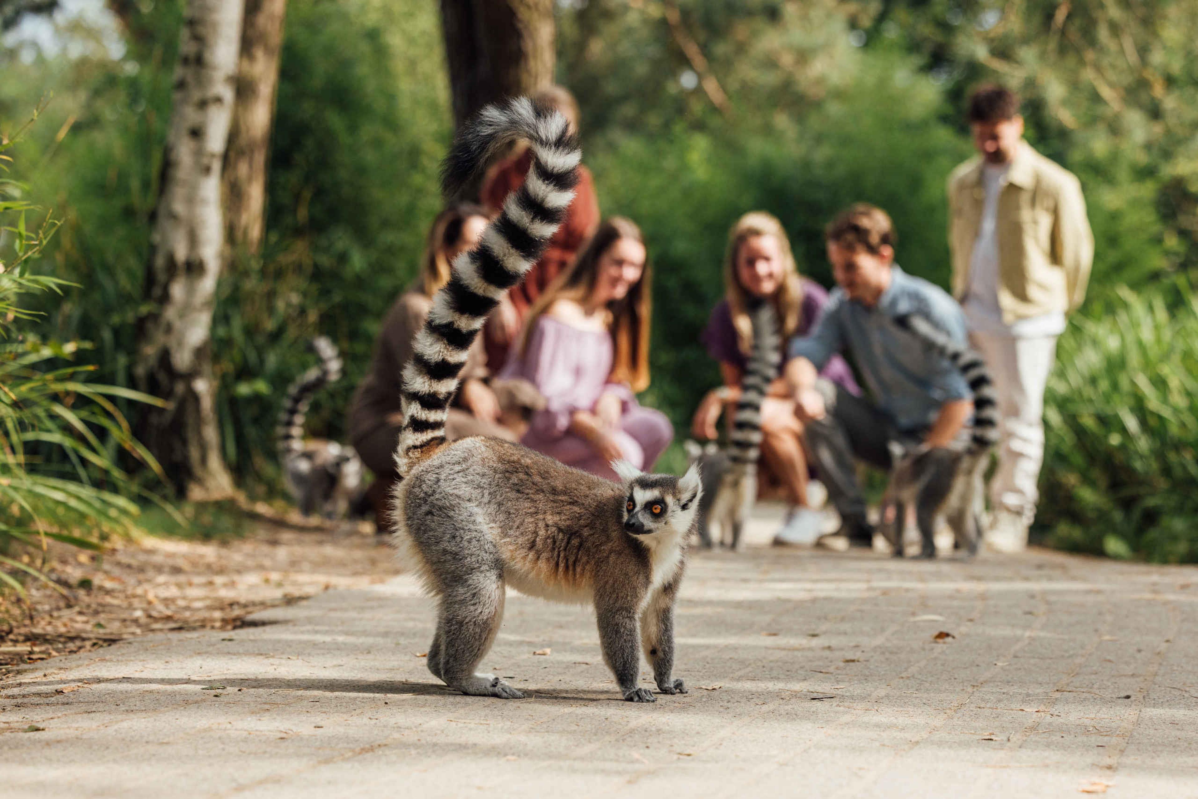 Ringstaartmaki en bezoekers in Edge Of Africa in Safaripark Beekse Bergen