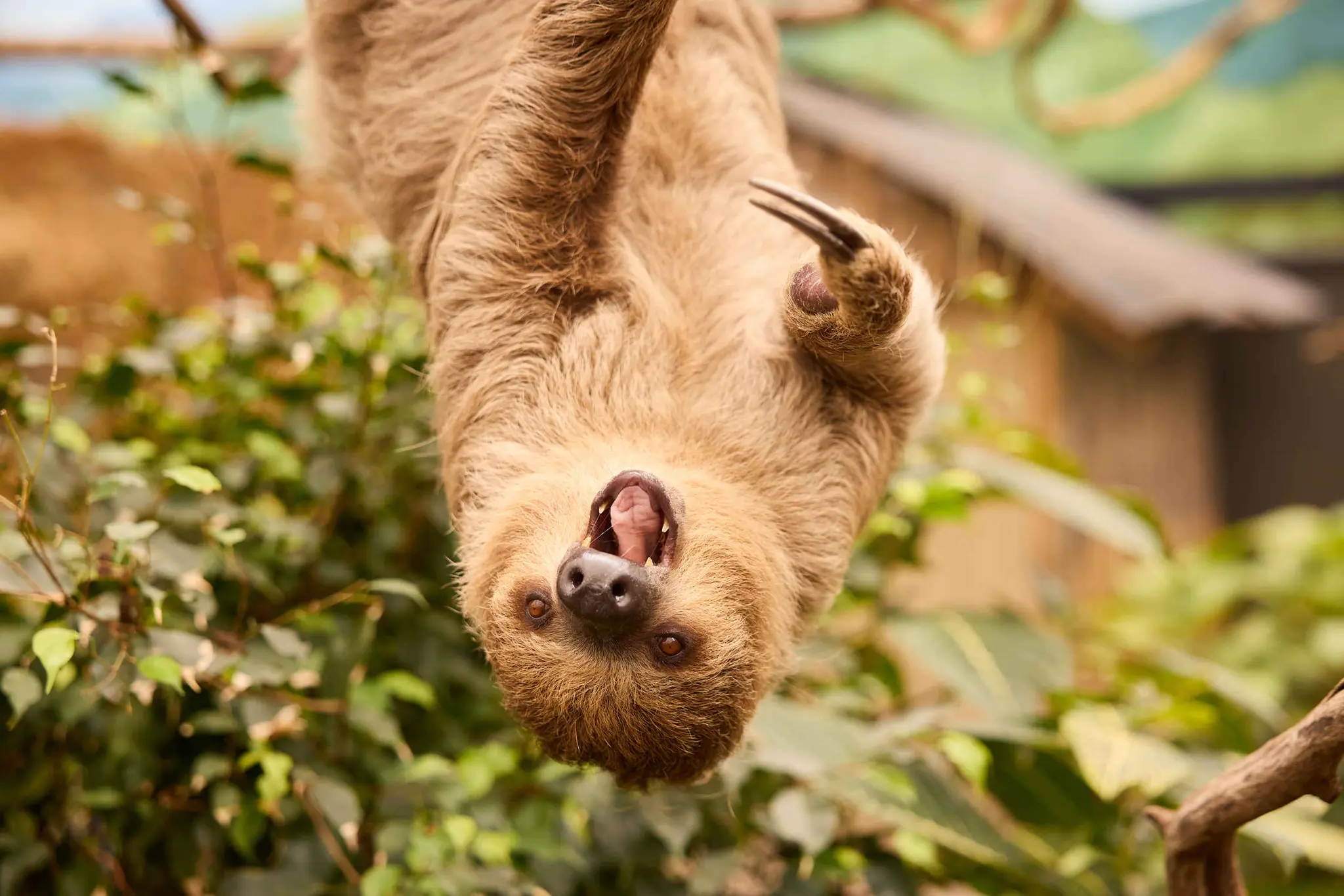 Drievingerige luiaard in dierentuin ZooParc Overloon in Nederland