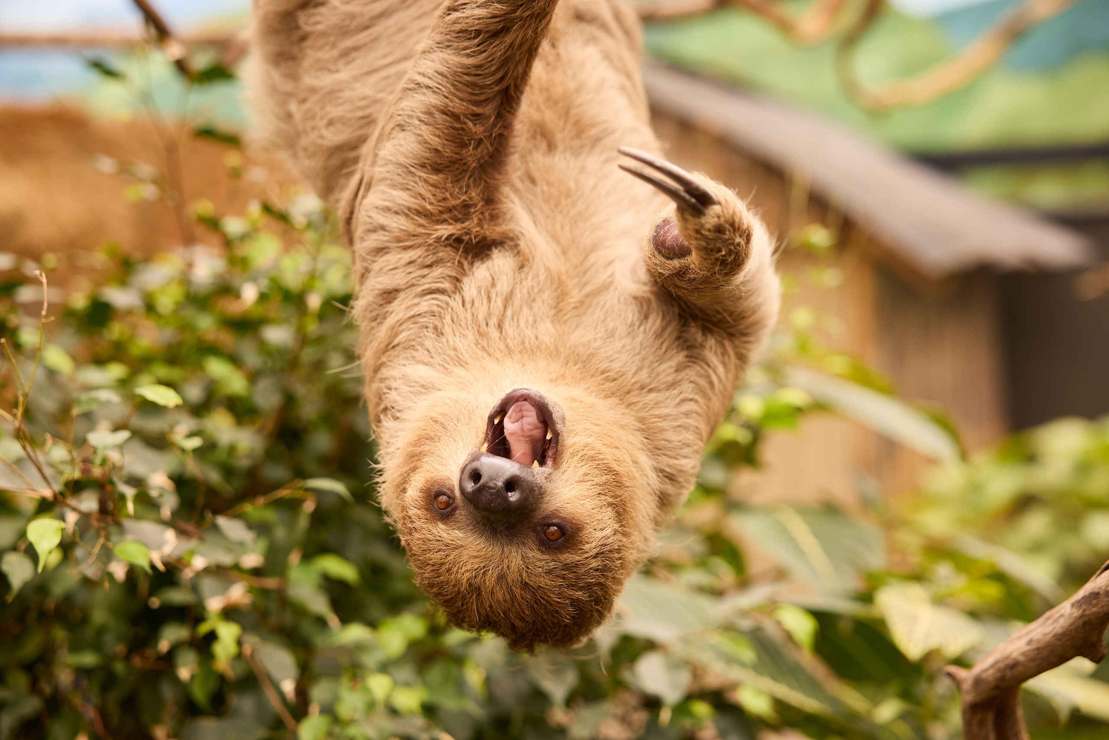 Drievingerige luiaard in dierentuin ZooParc Overloon in Nederland