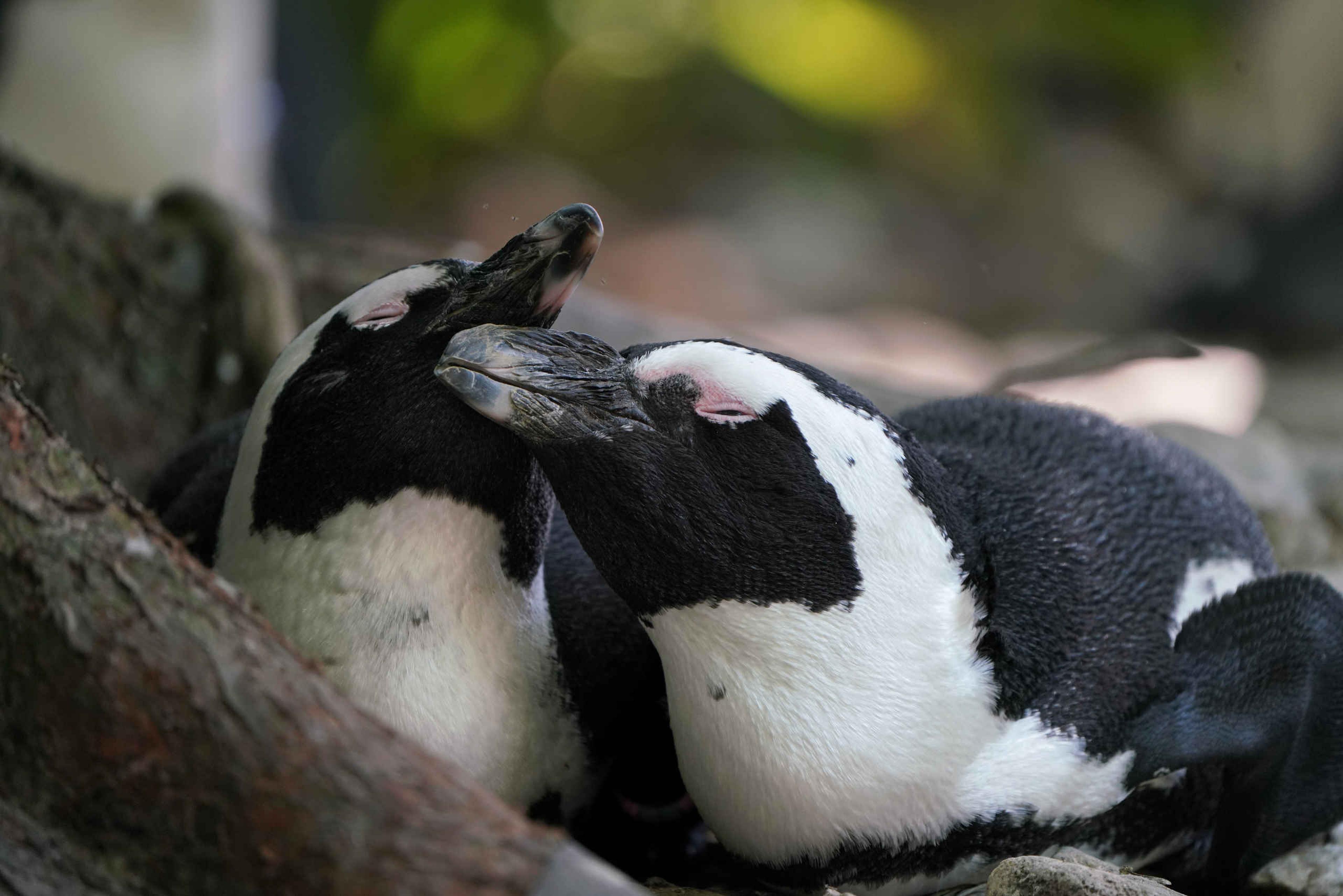 Twee pinguïns liggen samen in het zand bij Boulders Beach bij ZooParc Overloon.