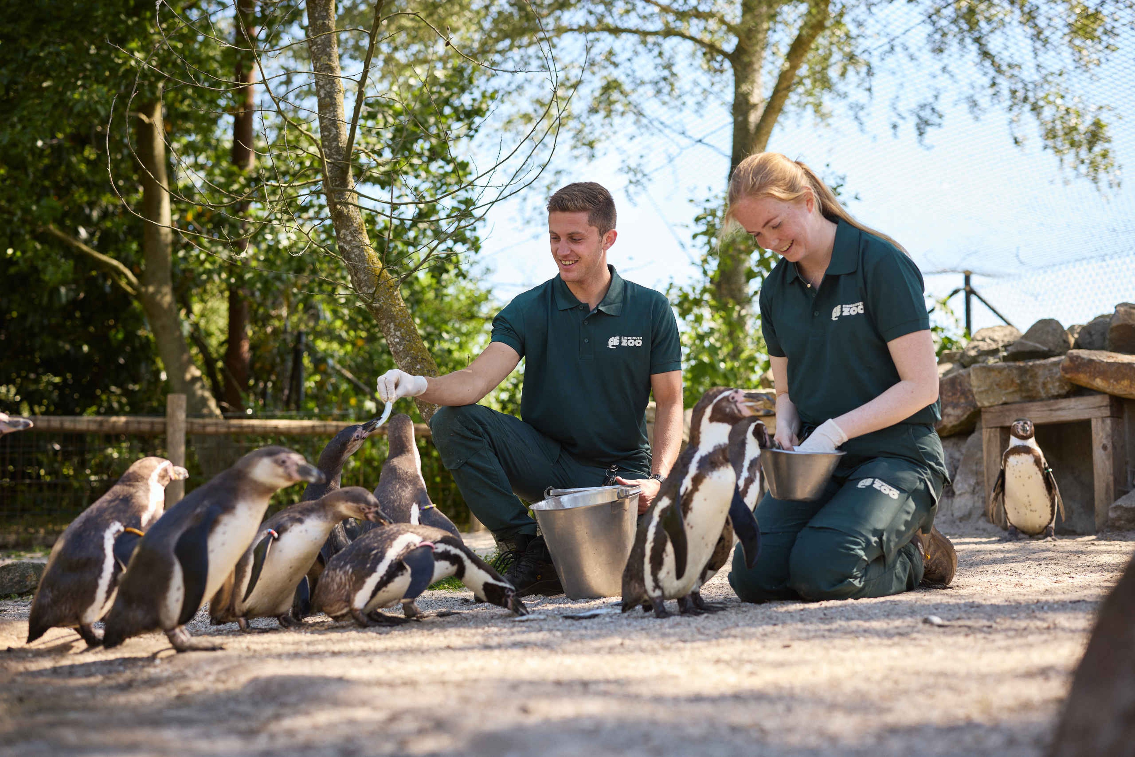 Twee dierenverzorgers voeren de Humboldtpinguïns bij Eindhoven Zoo.