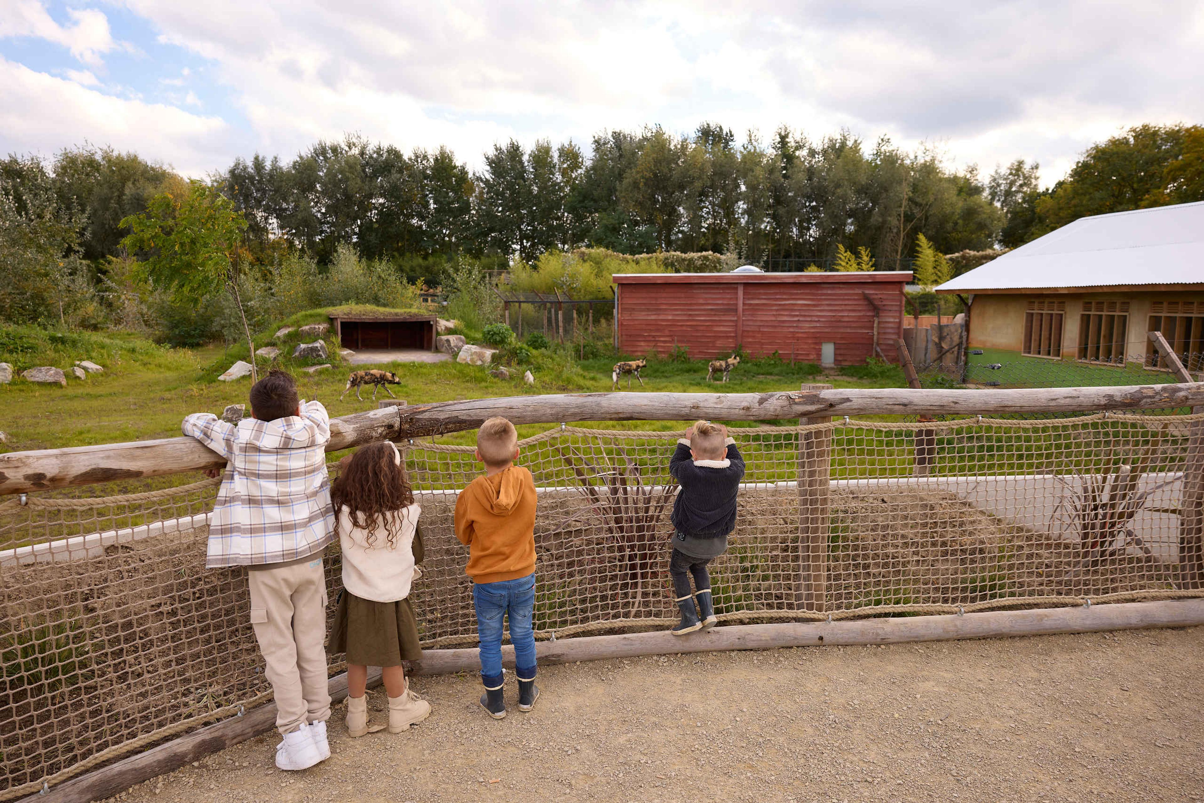 Zooparc Ngorongoro Afrikaanse hond