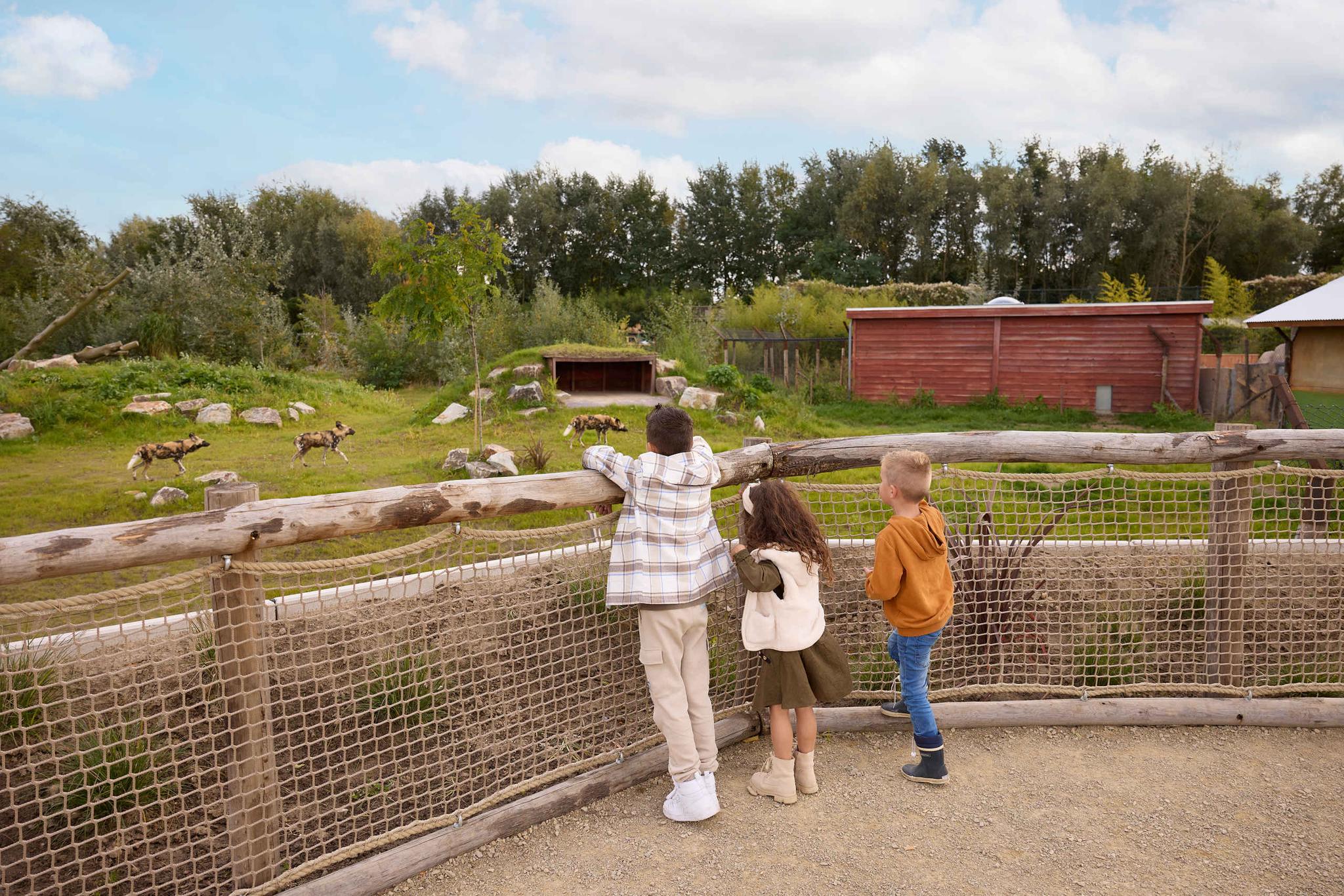 Wilde hond schoolreisje kinderen Ngorongoro Zooparc Overloon