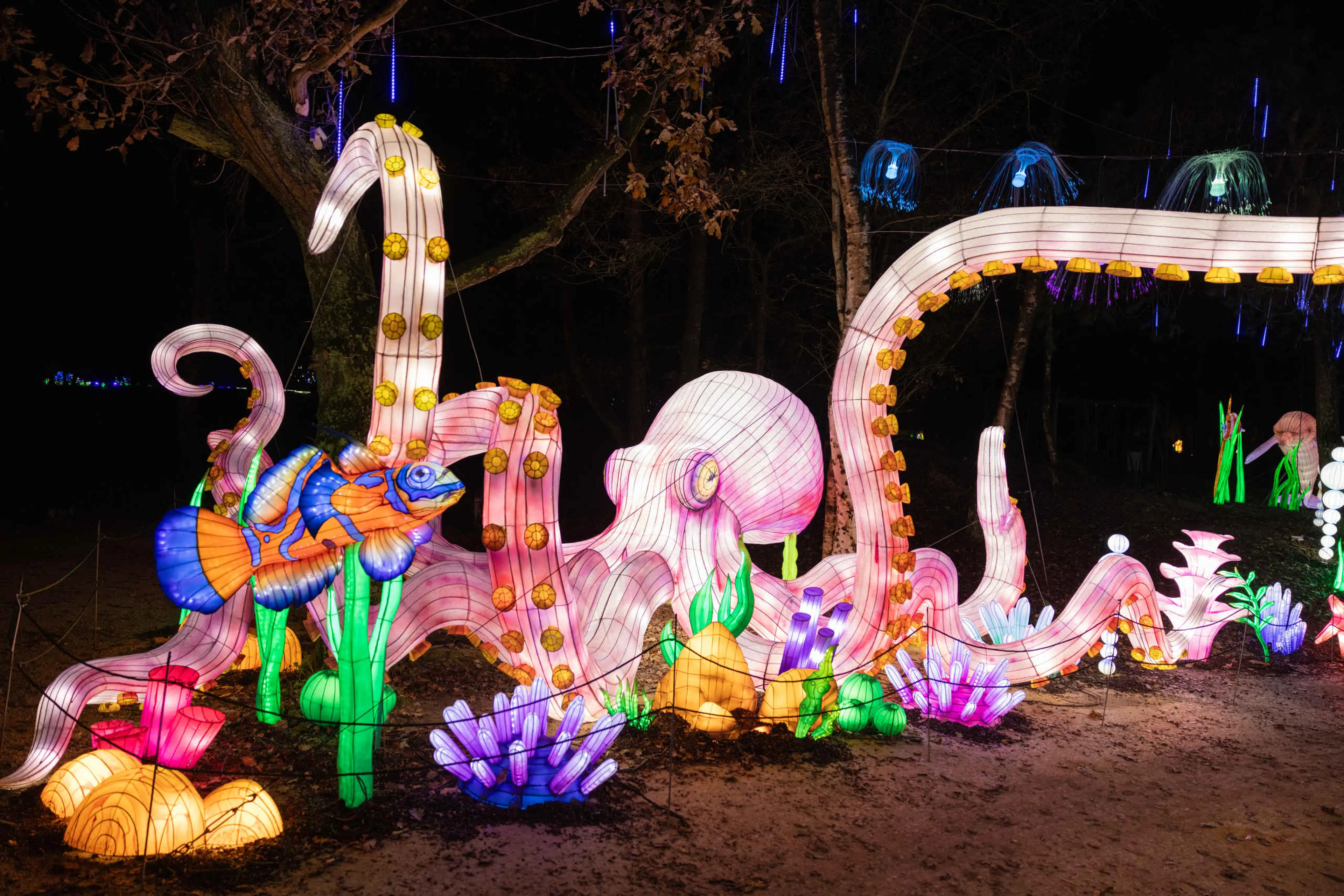 Vissen en oktopus bij Light Safari Beekse Bergen