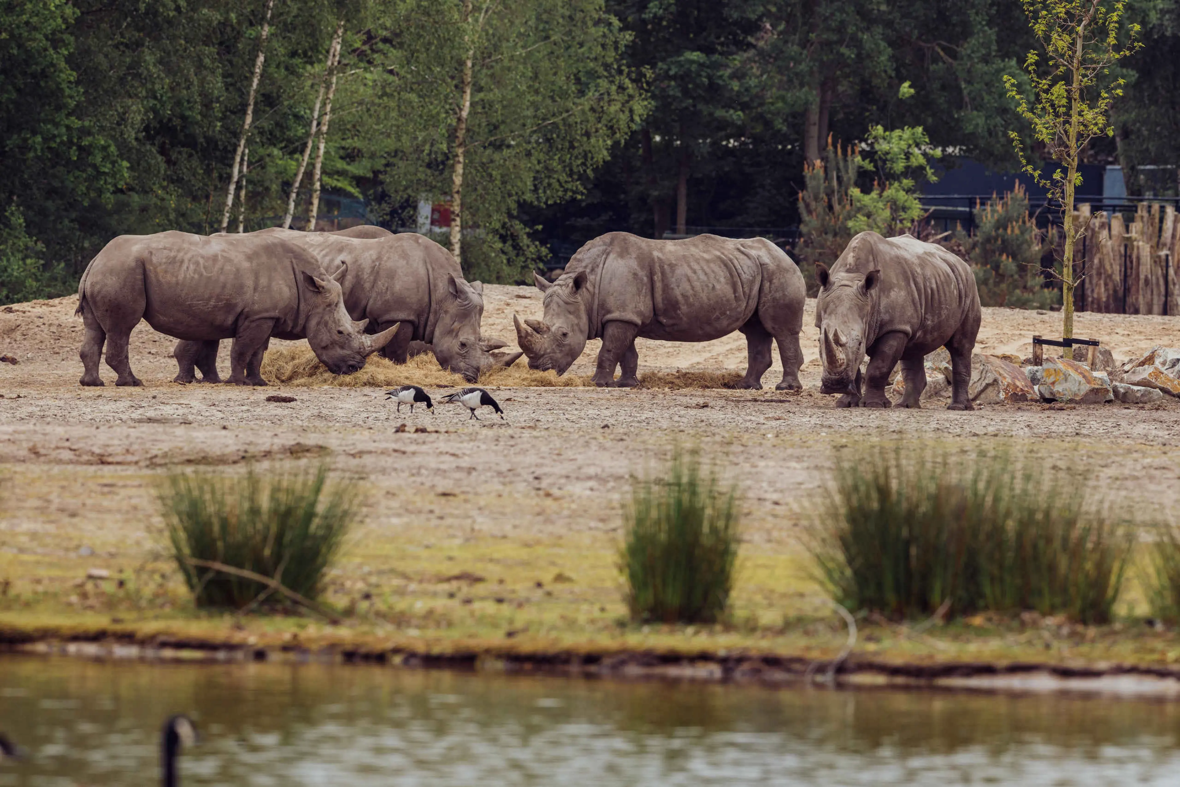 Breedlipneushoorns aan het eten in Safaripark Beekse Bergen