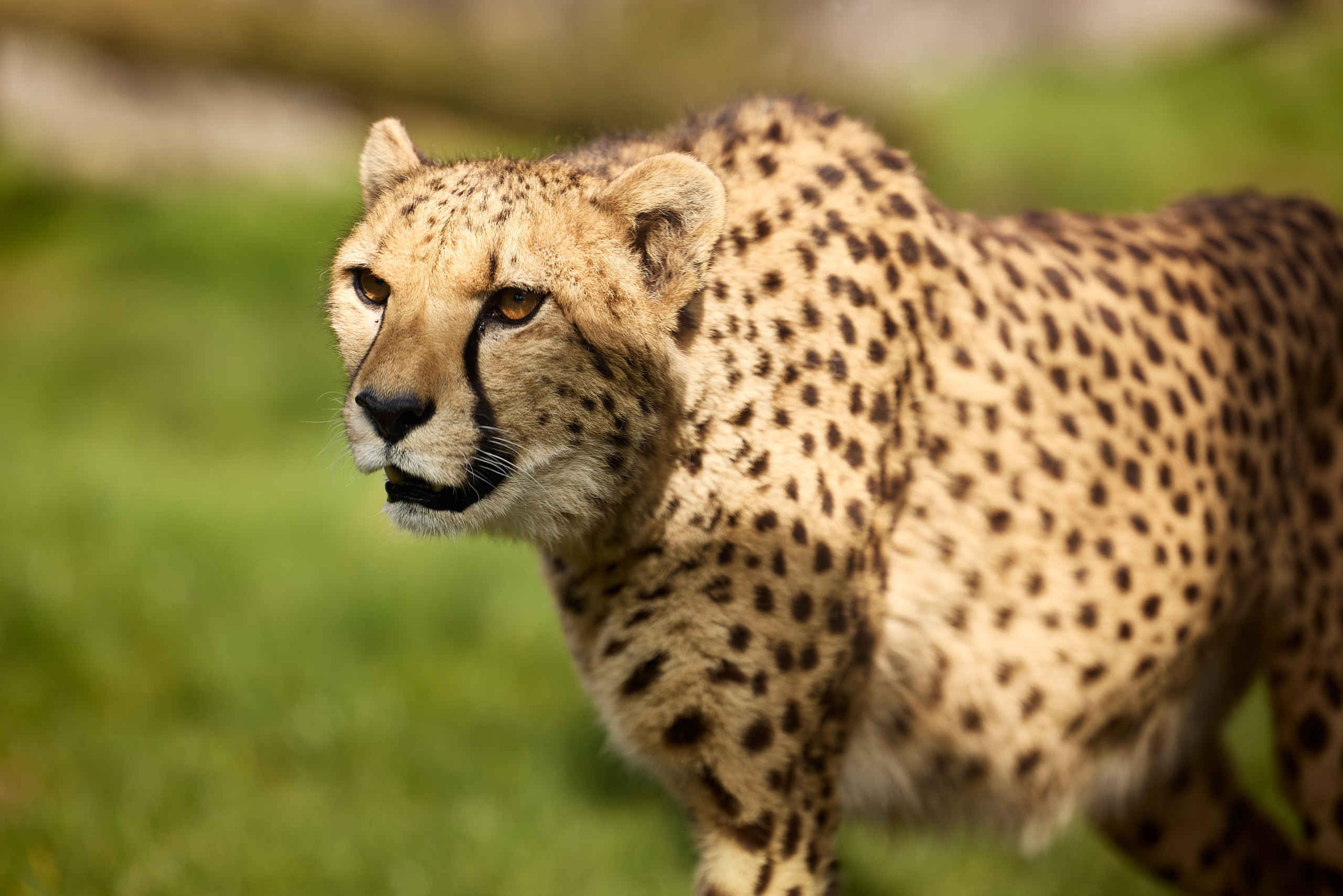 Close-up van een cheeta in de zon in Eindhoven Zoo