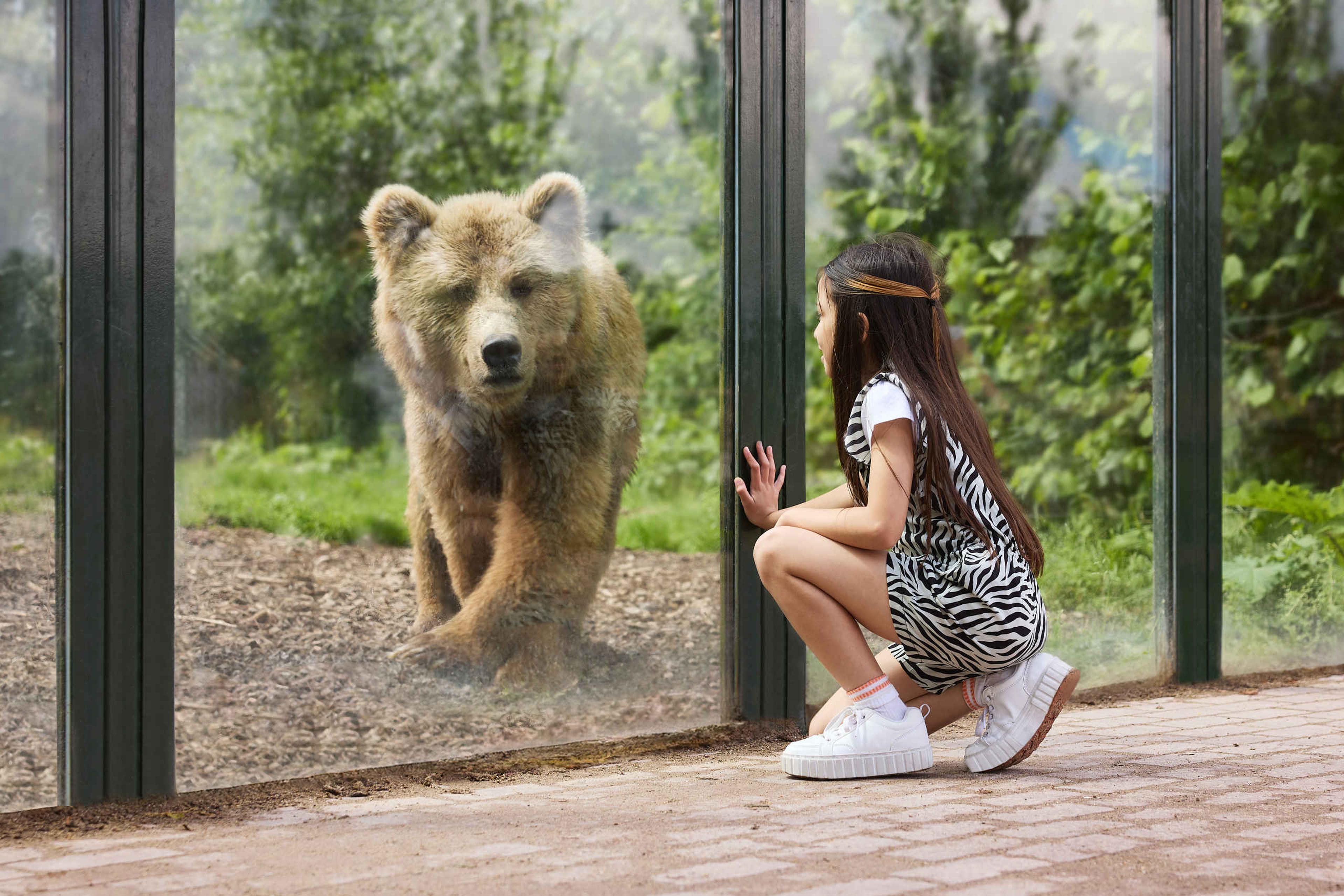 Meisje bij bruine beer in dierentuin Eindhoven Zoo in Brabant