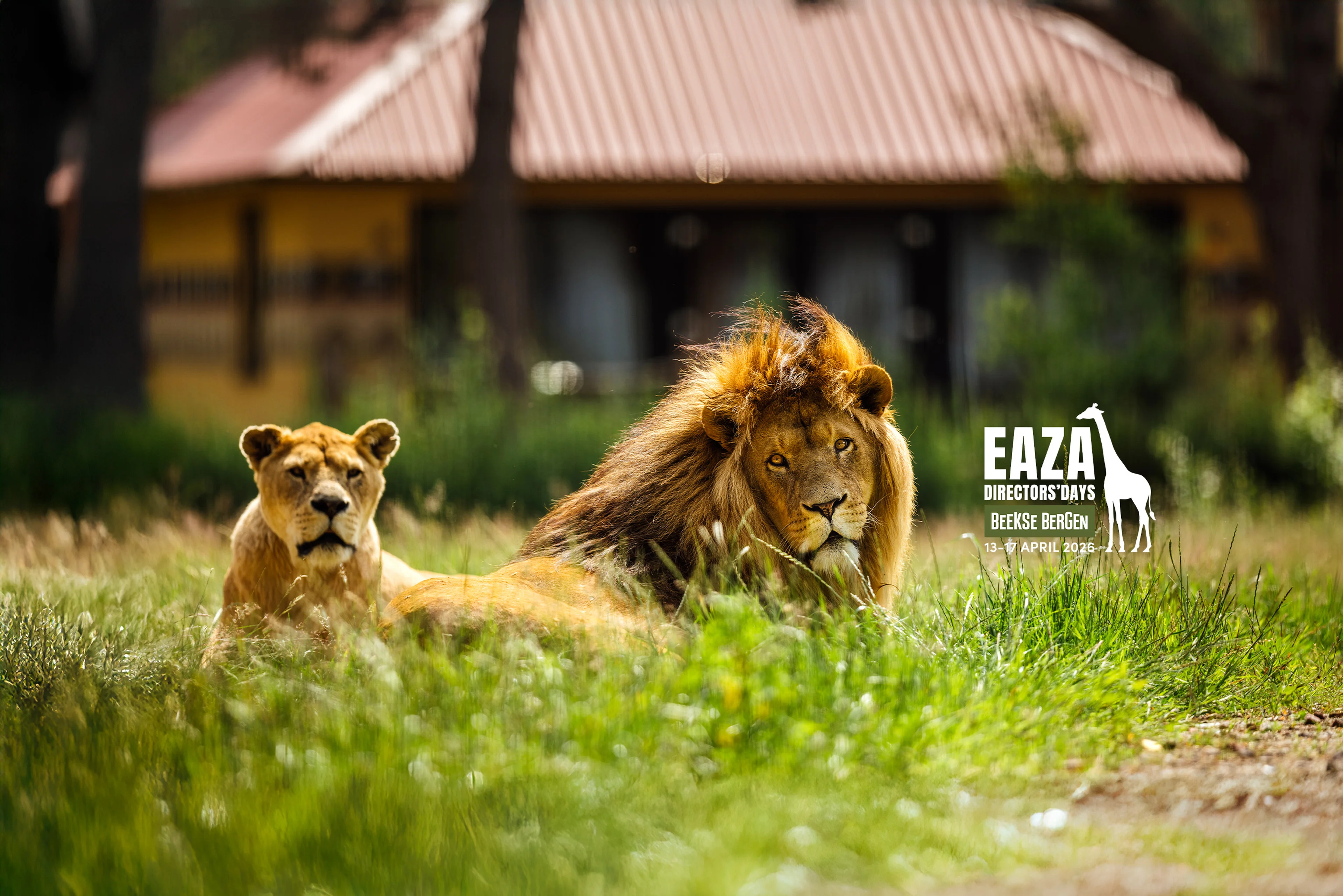 Twee leeuwen liggen op de savanne voor een Savanne Lodge op Safari Resort Beekse Bergen waar je kan verblijven tijdens de EAZA Directors Days.