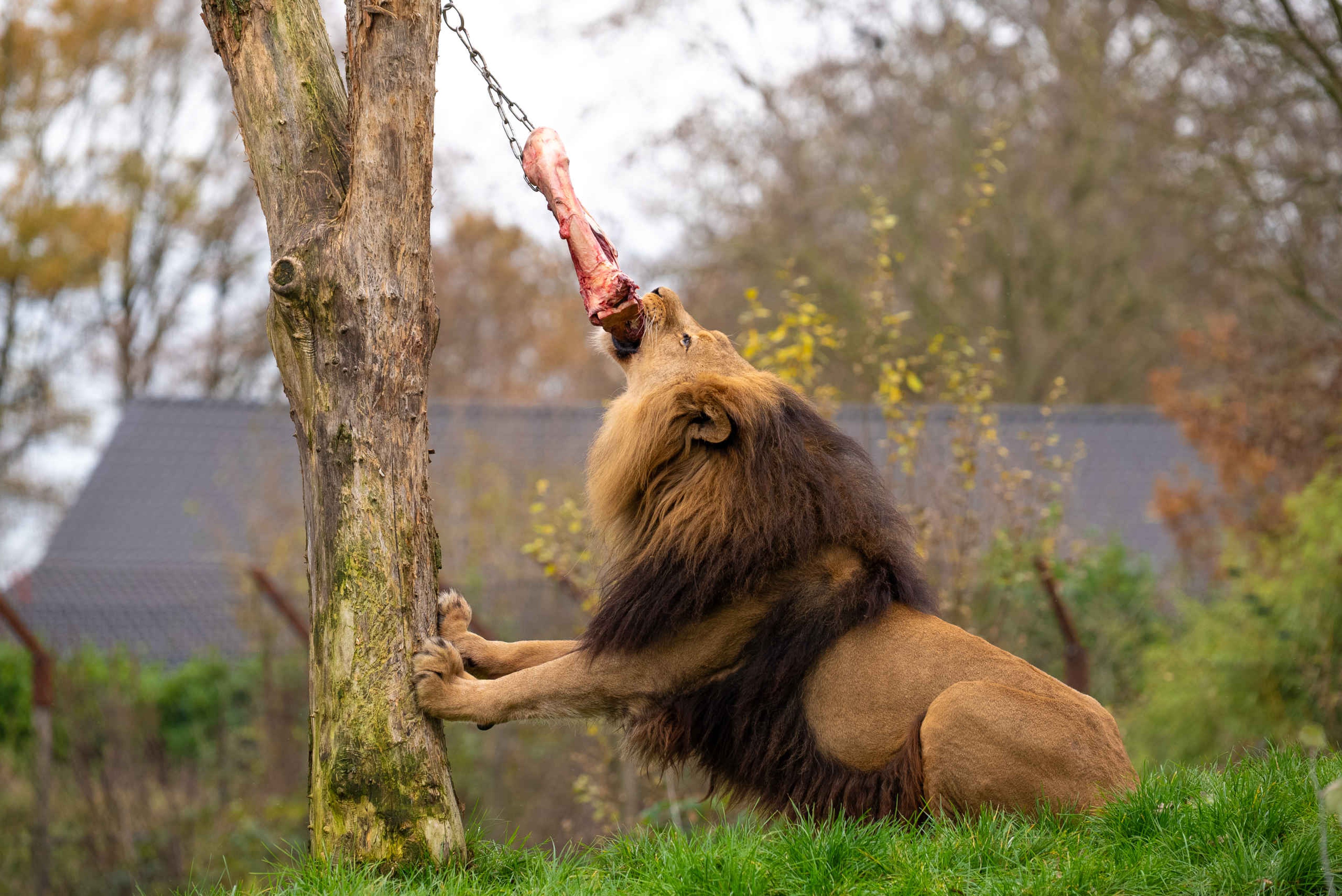 Een Afrikaanse leeuw tijdens een voederpresentatie in ZooParc Overloon