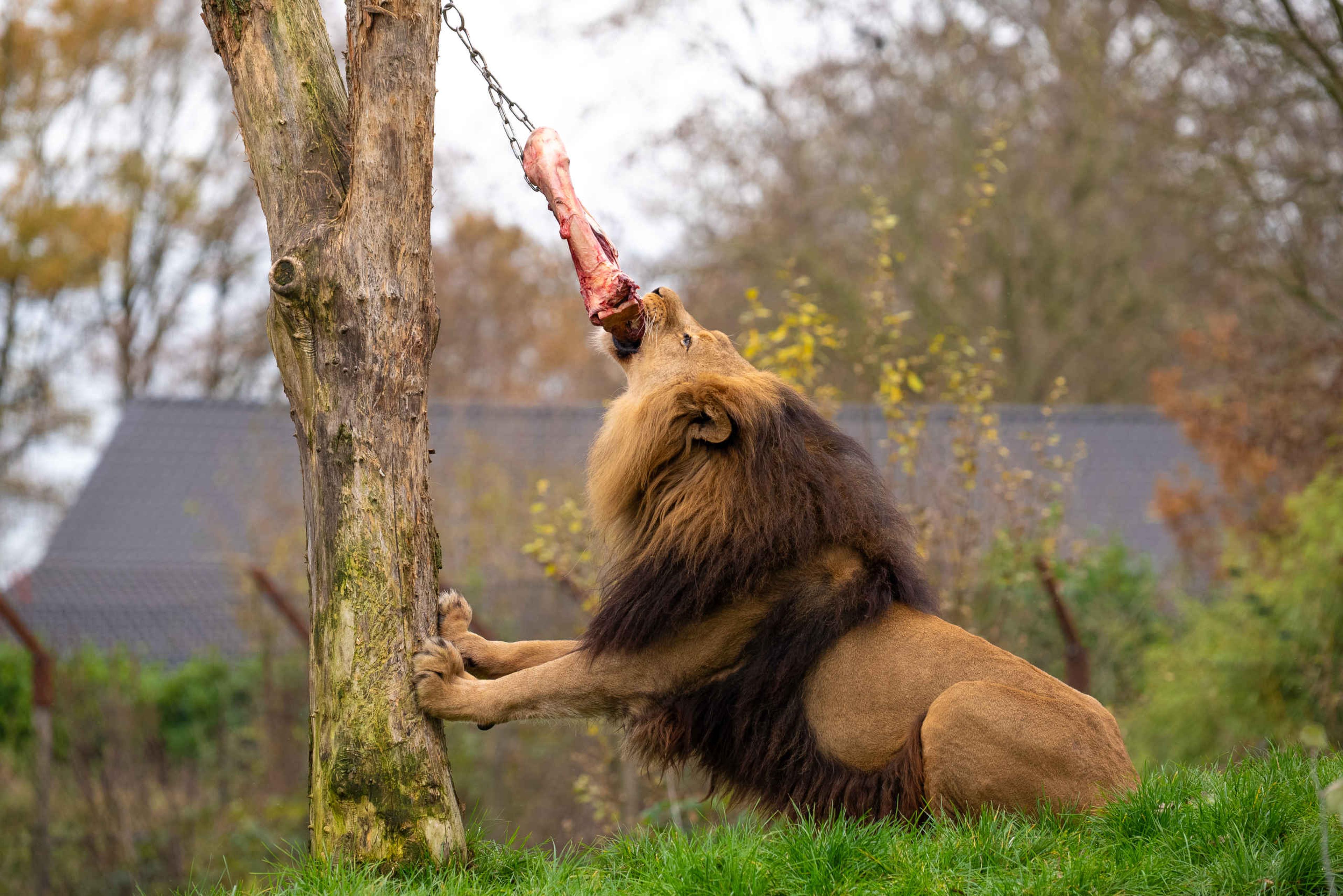 Een Afrikaanse leeuw tijdens een voederpresentatie in ZooParc Overloon
