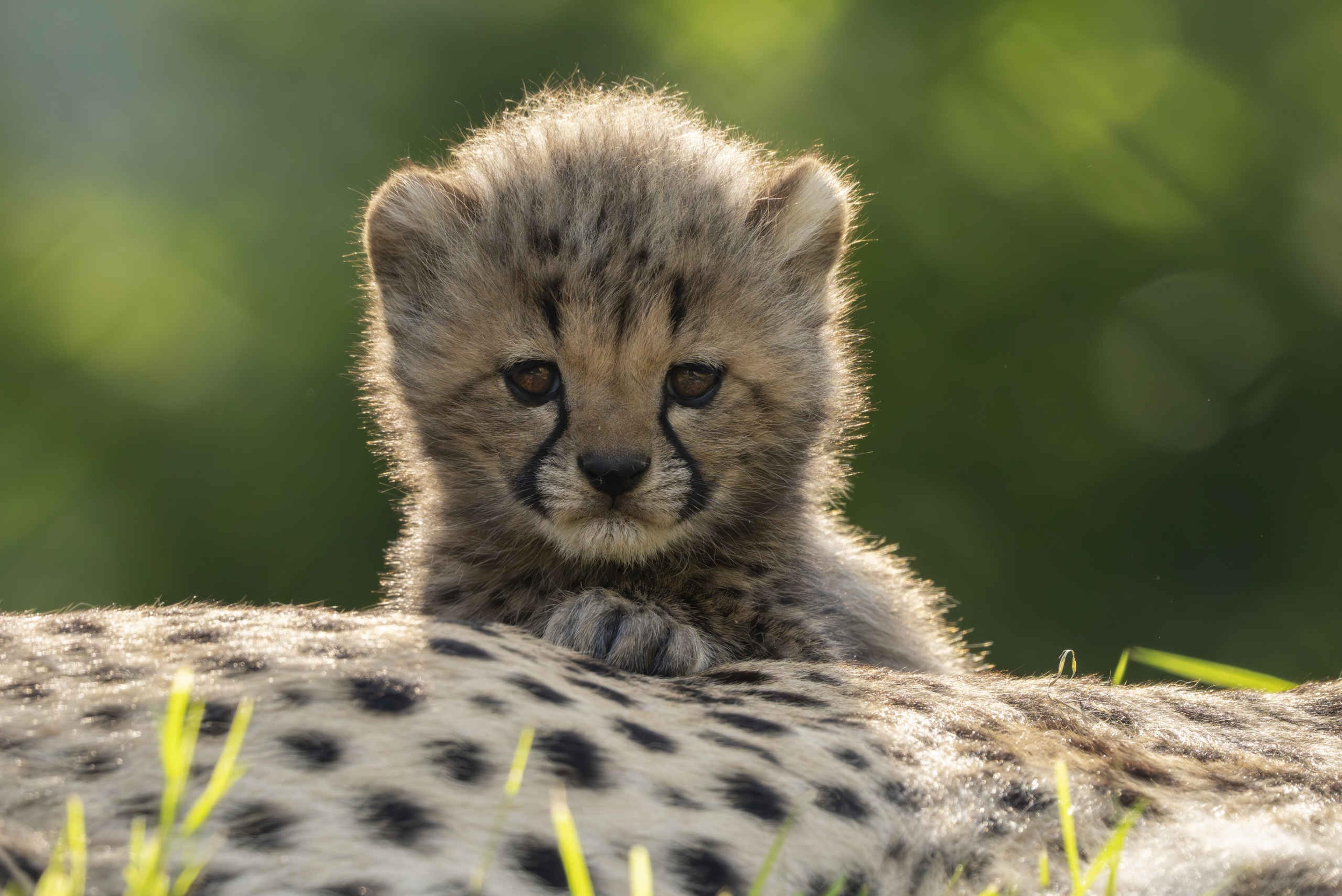 Close-up van een jonge cheeta in Safaripark Beekse Bergen
