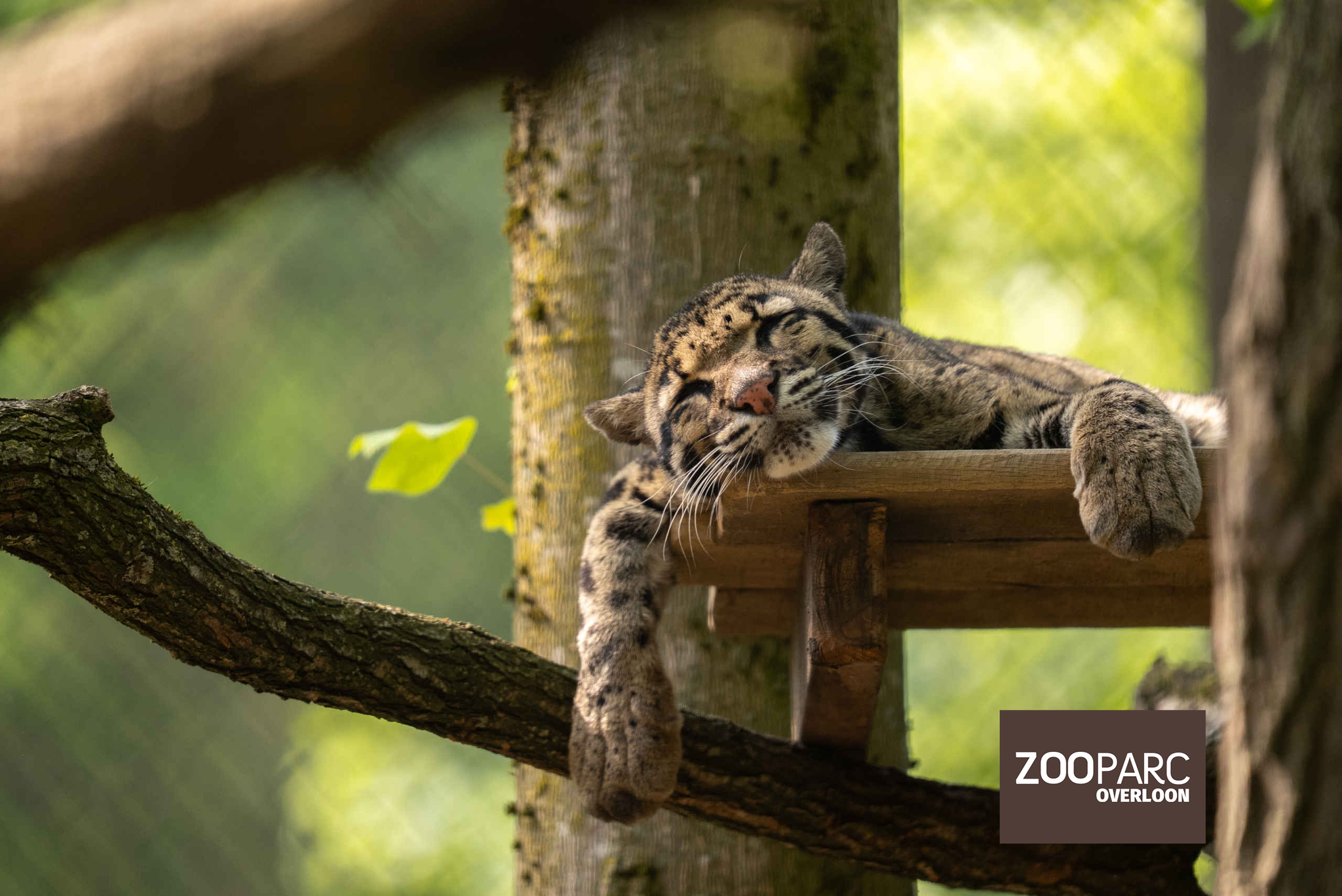 Nevelpanter close-up ZooParc Overloon