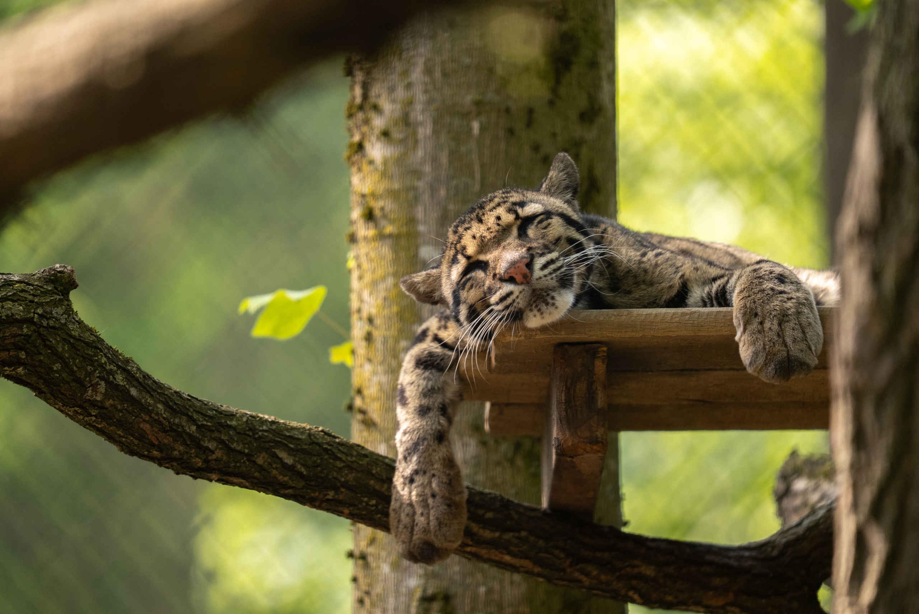 Een slapende nevelpanter op een plateau in het verblijf in ZooParc Overloon.